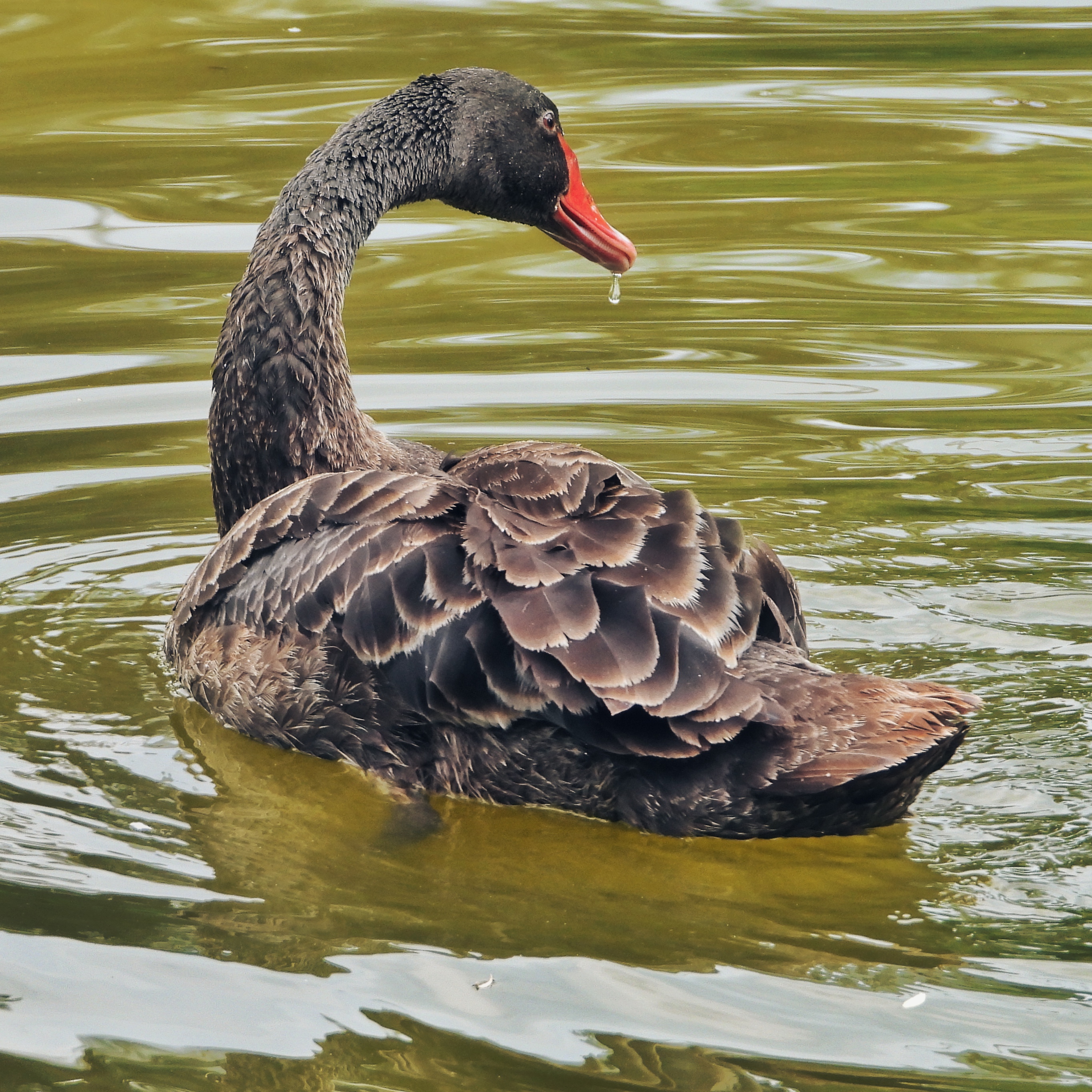 Black Swan 5