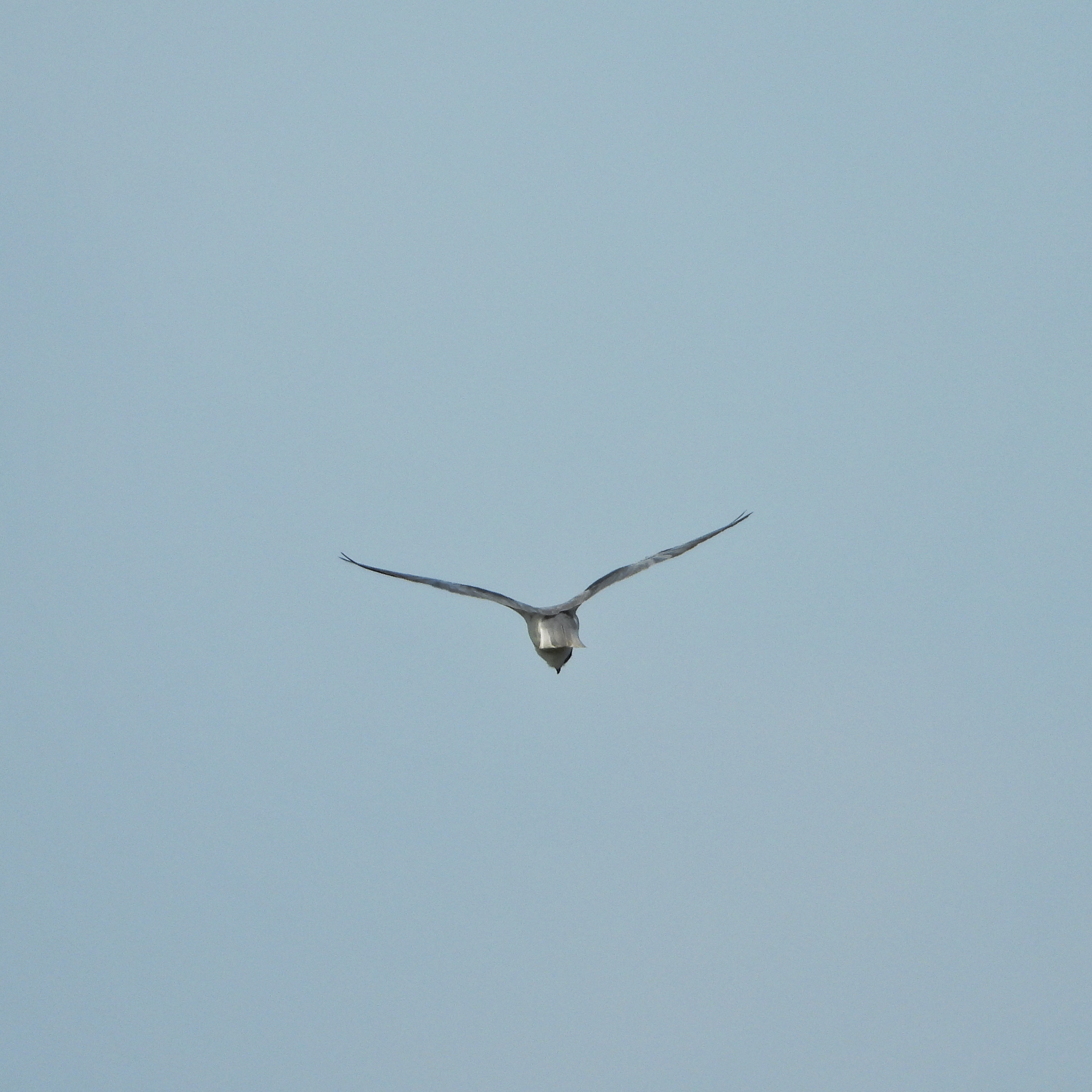  black Winged Kite 1