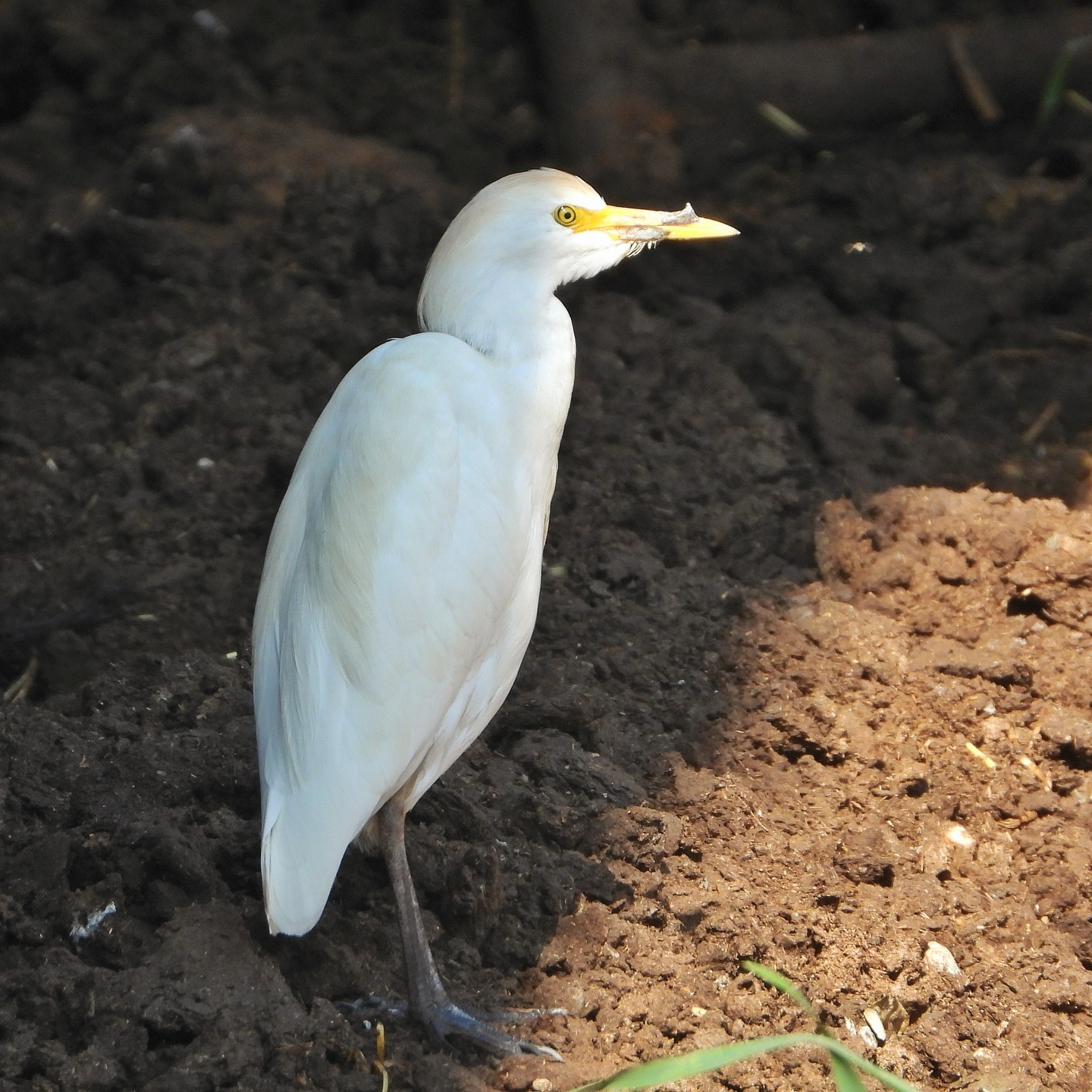 Cattle Egret 7