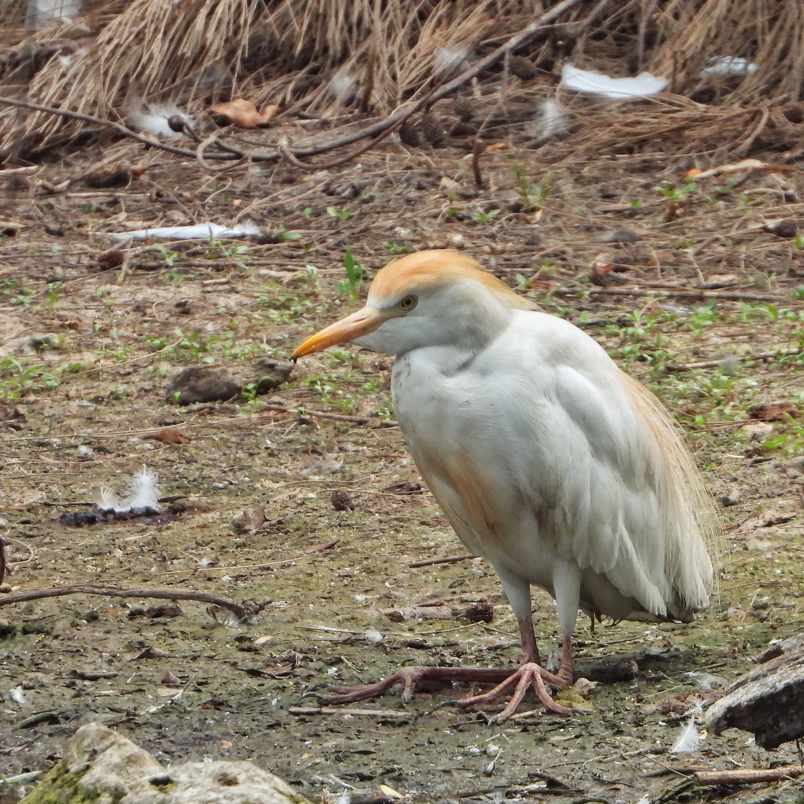 Cattle egret