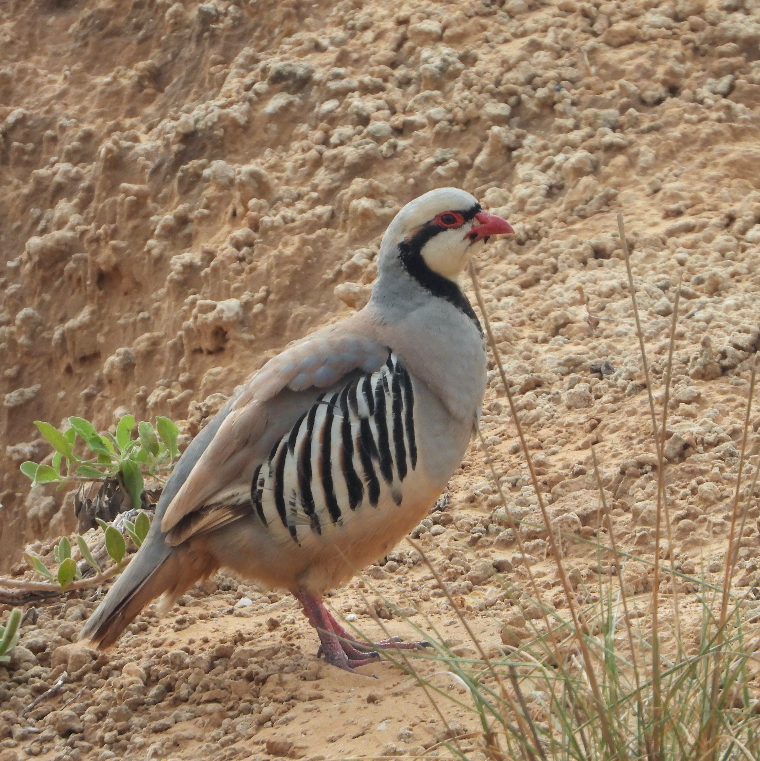 Chukar 1