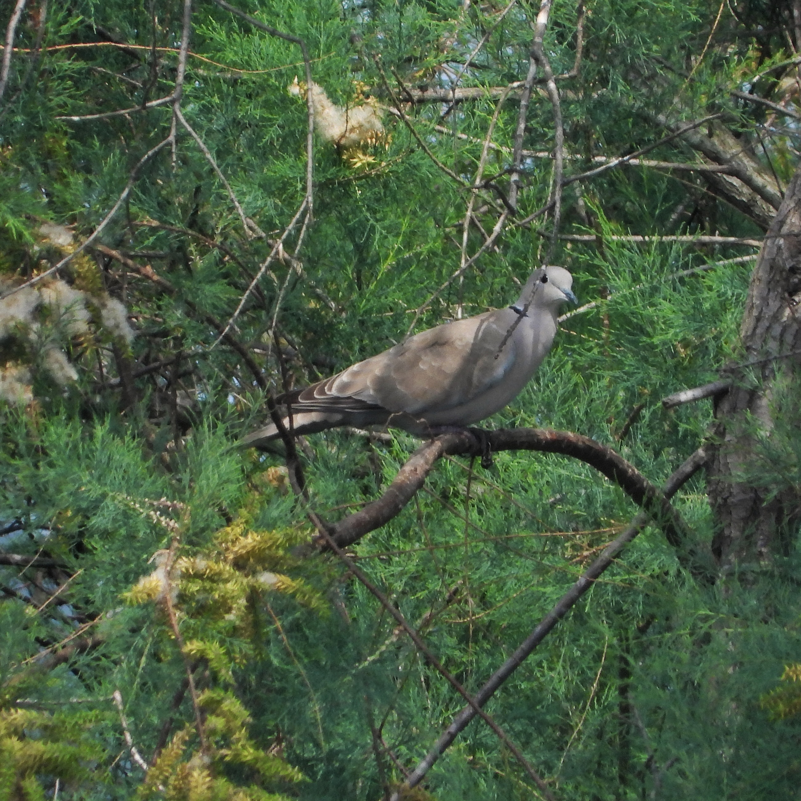 Collared Dove 4