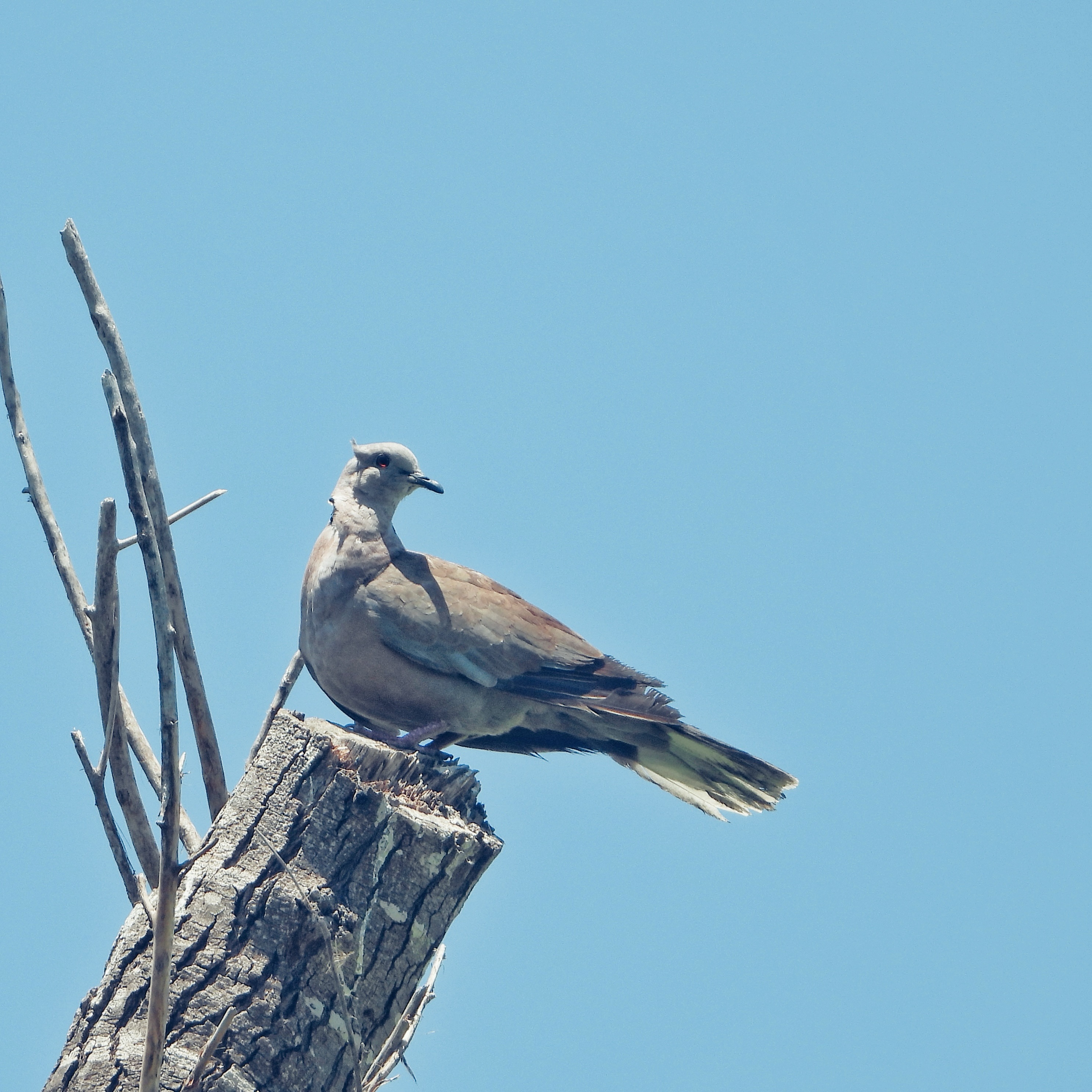 Collared Dove 5