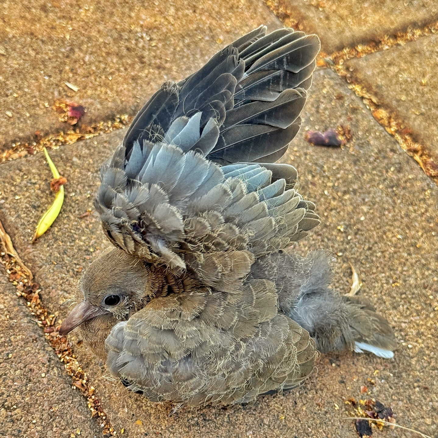 Collared dove