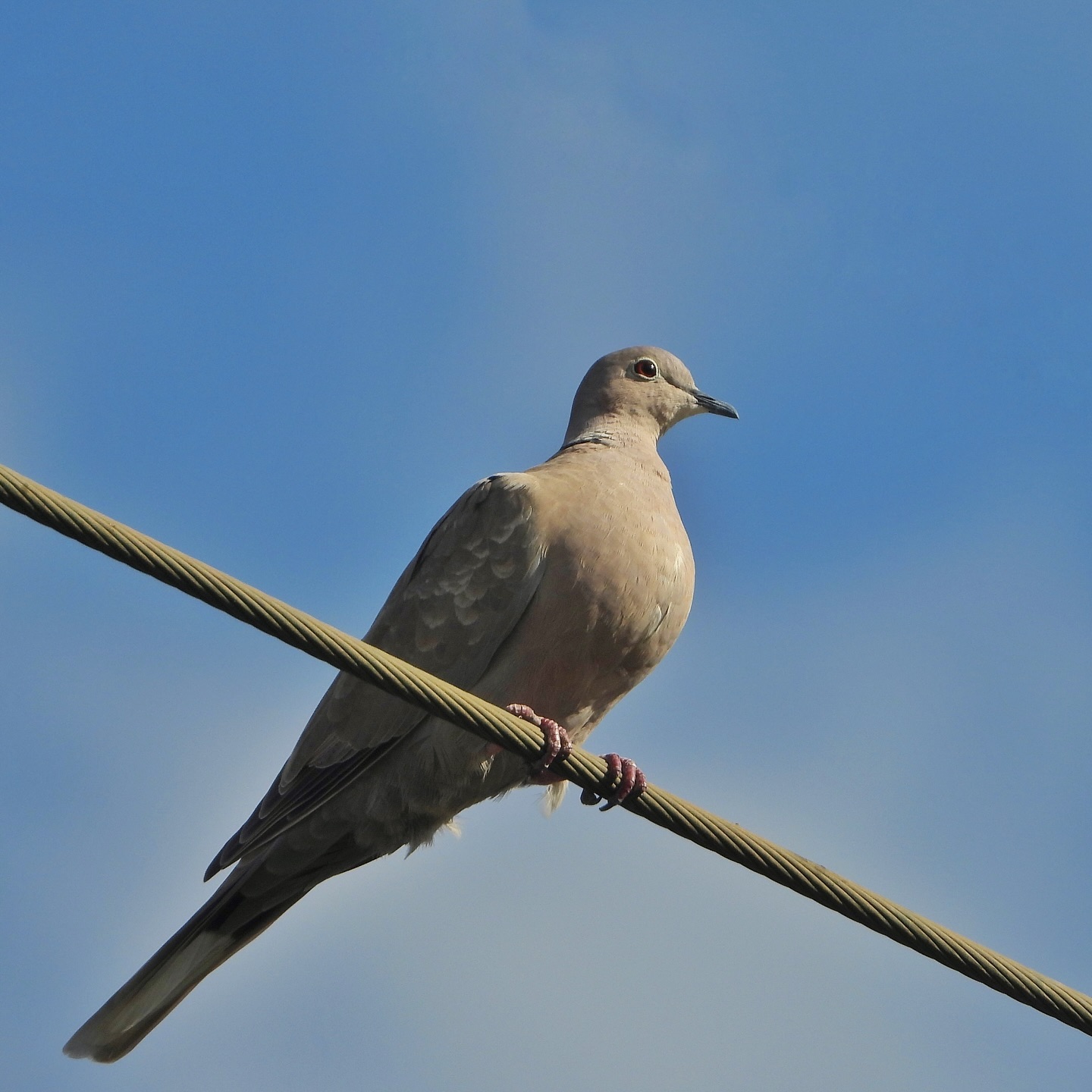 Collared Dove 7