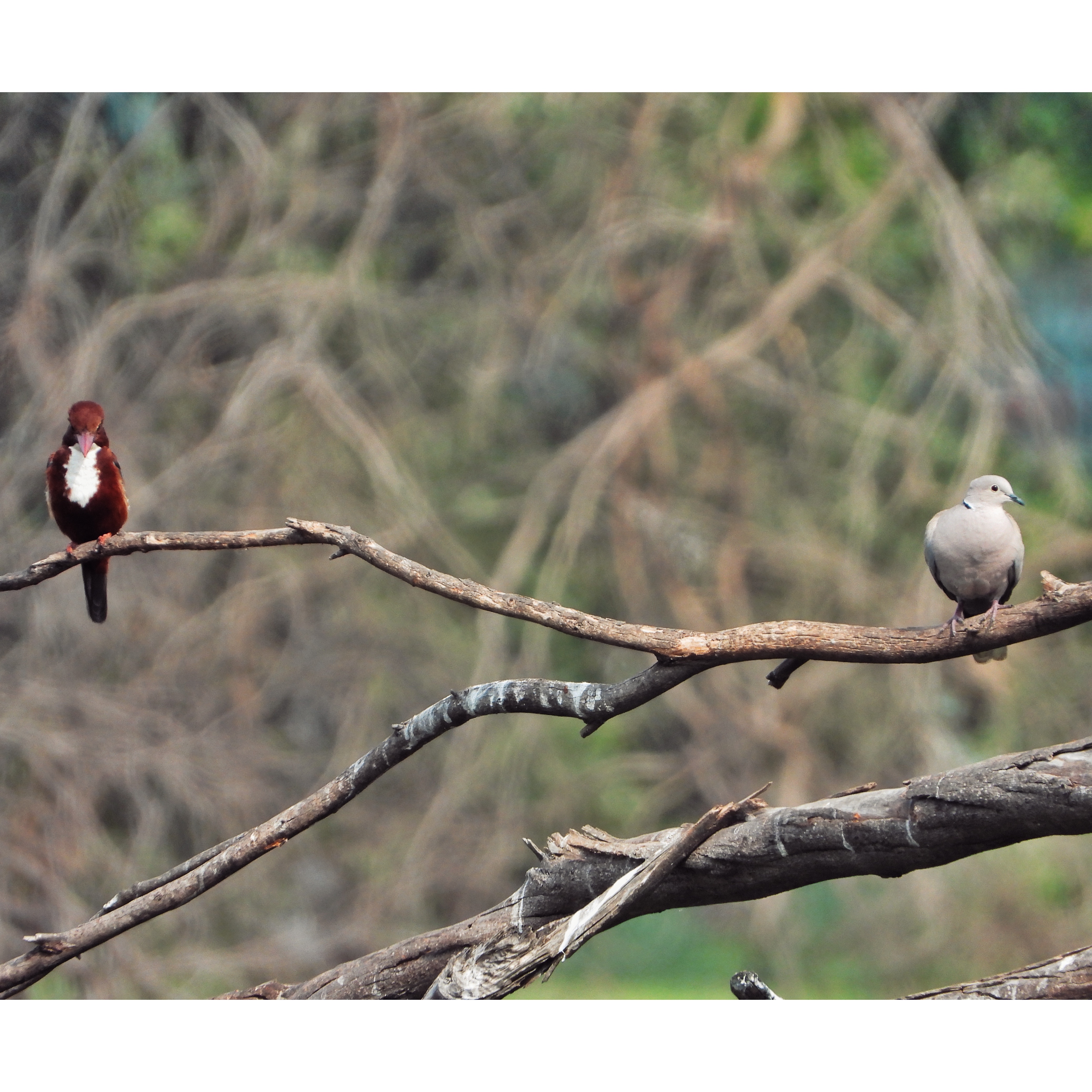 Collared Dove White Throated Kingfisher 1