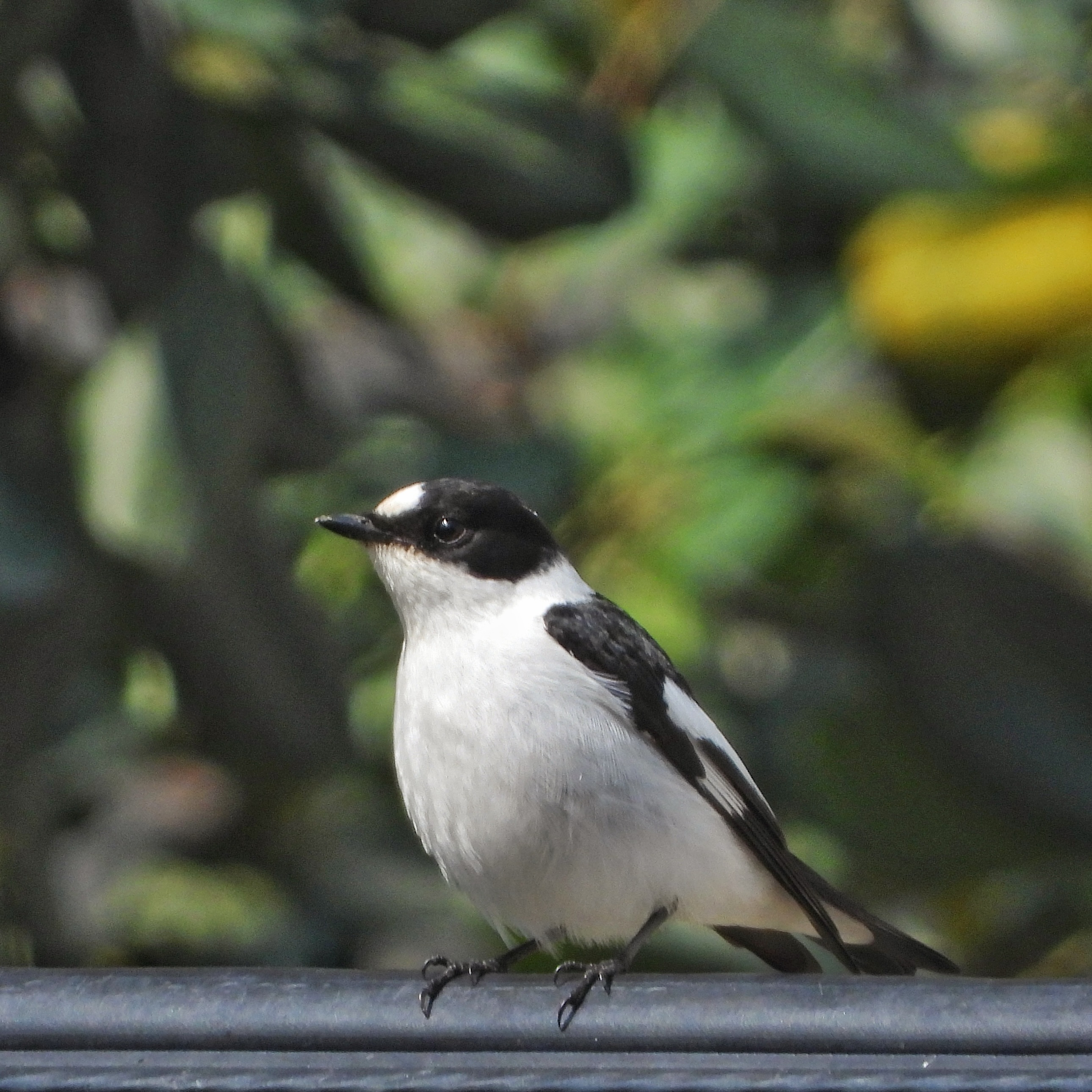 Collared flycatcher