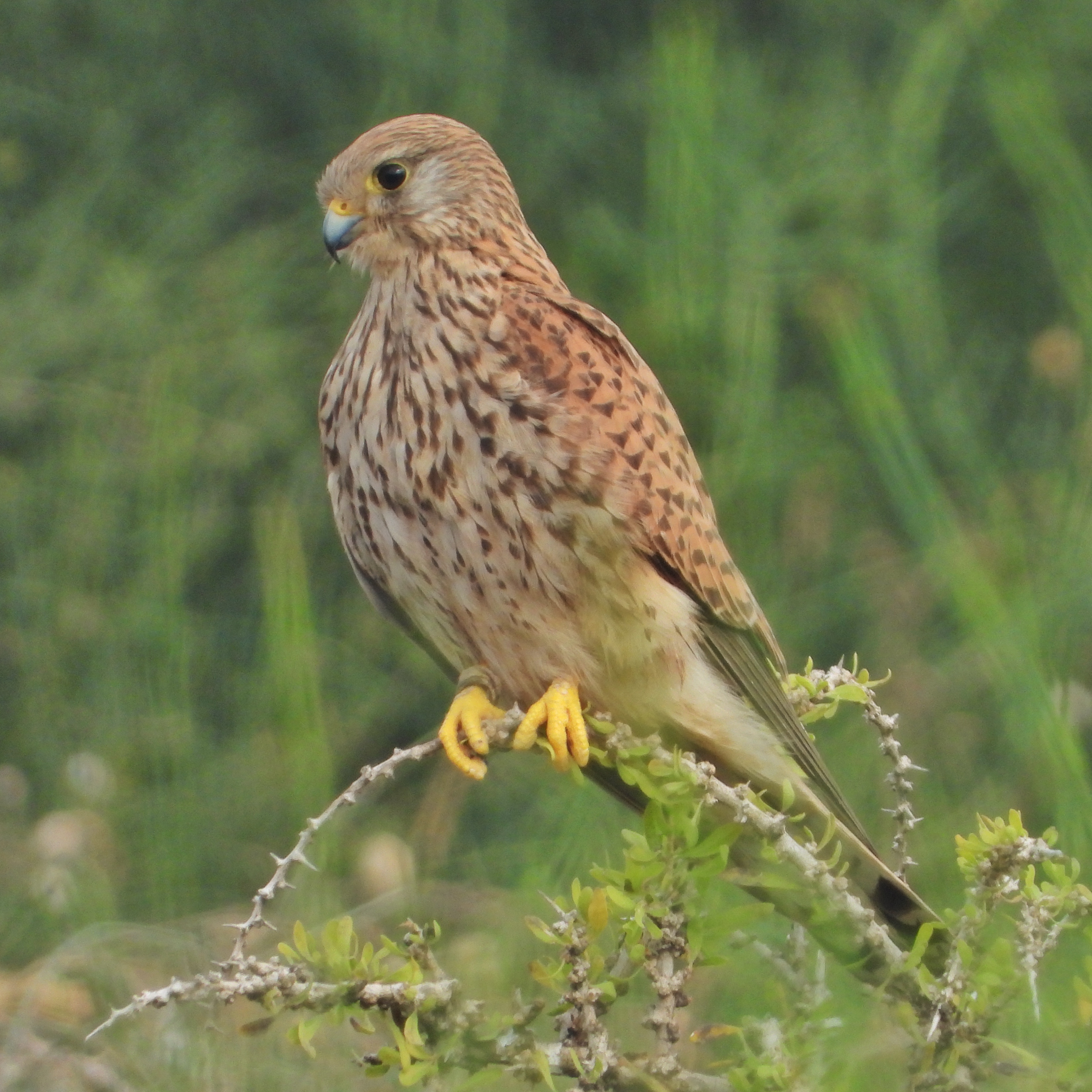 Common Kestrel 10