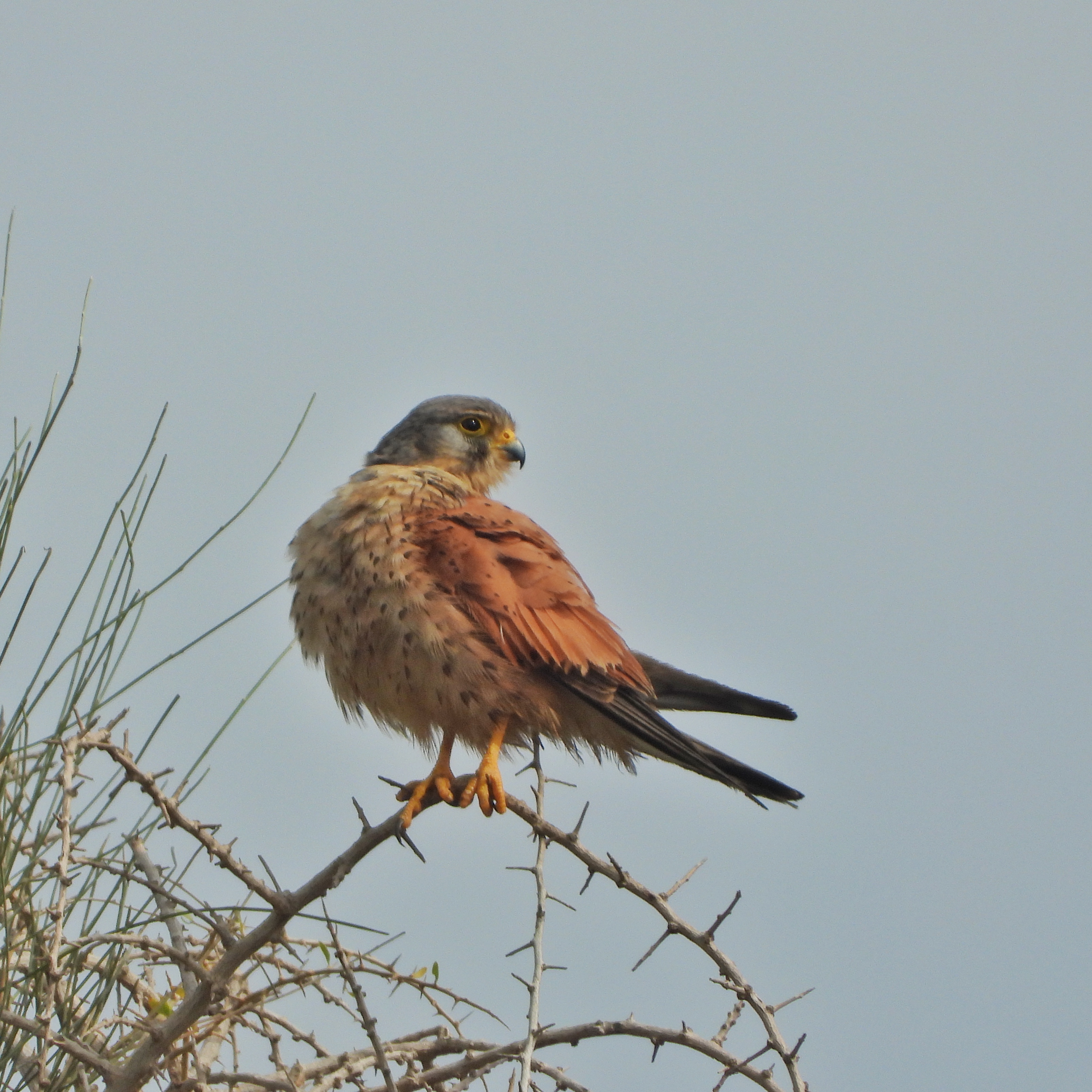 Common Kestrel 9