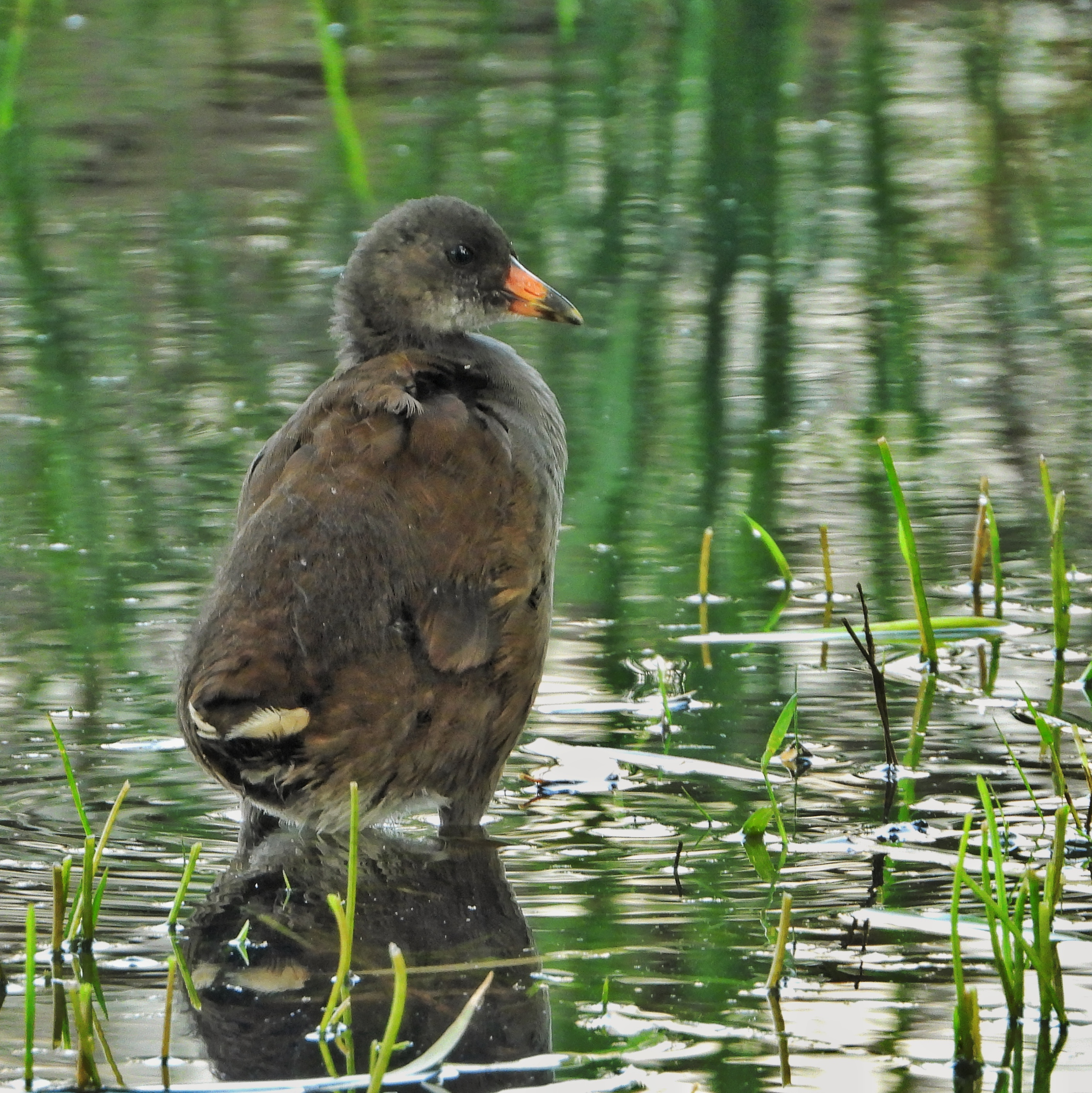 Common Moorhen 10