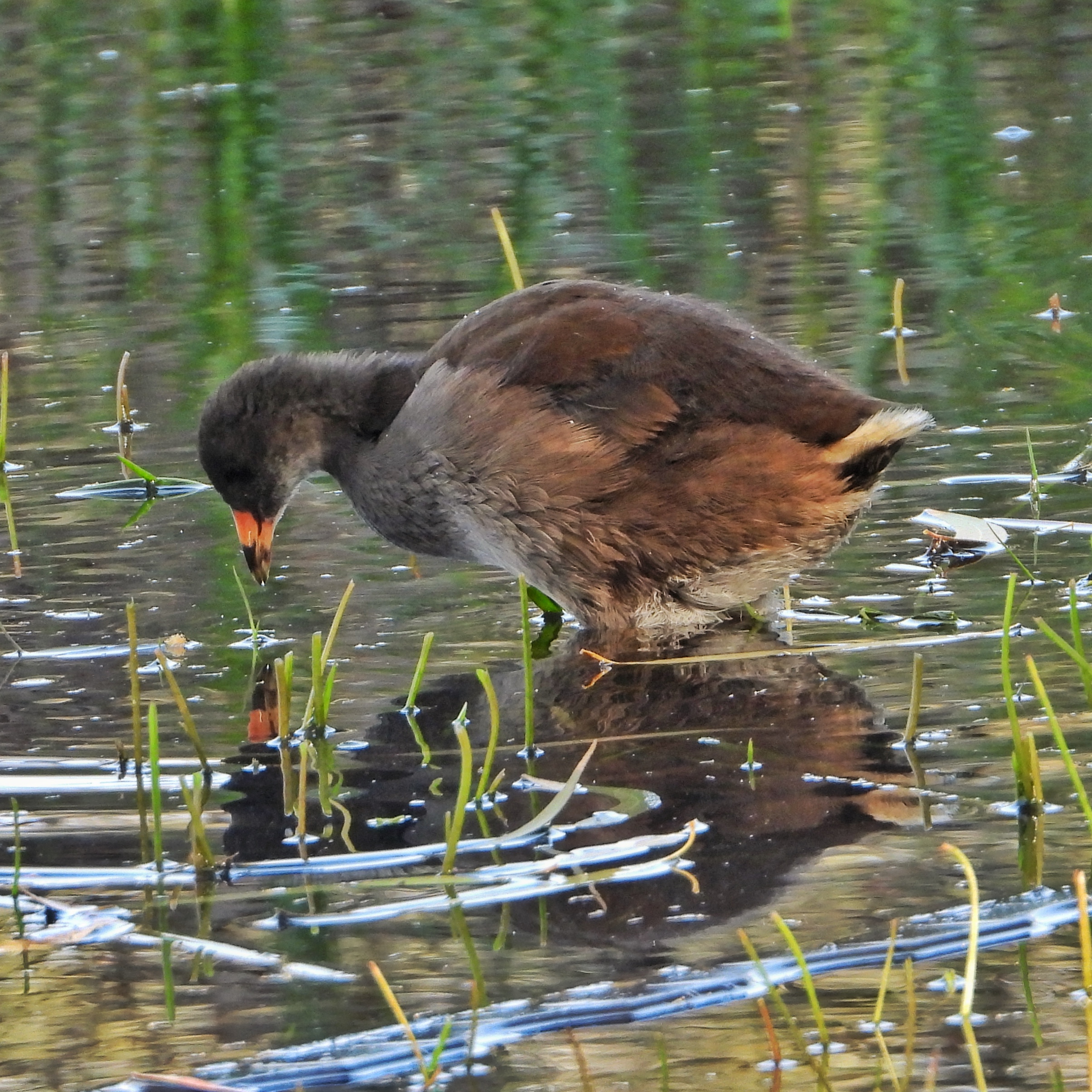 Common Moorhen 11