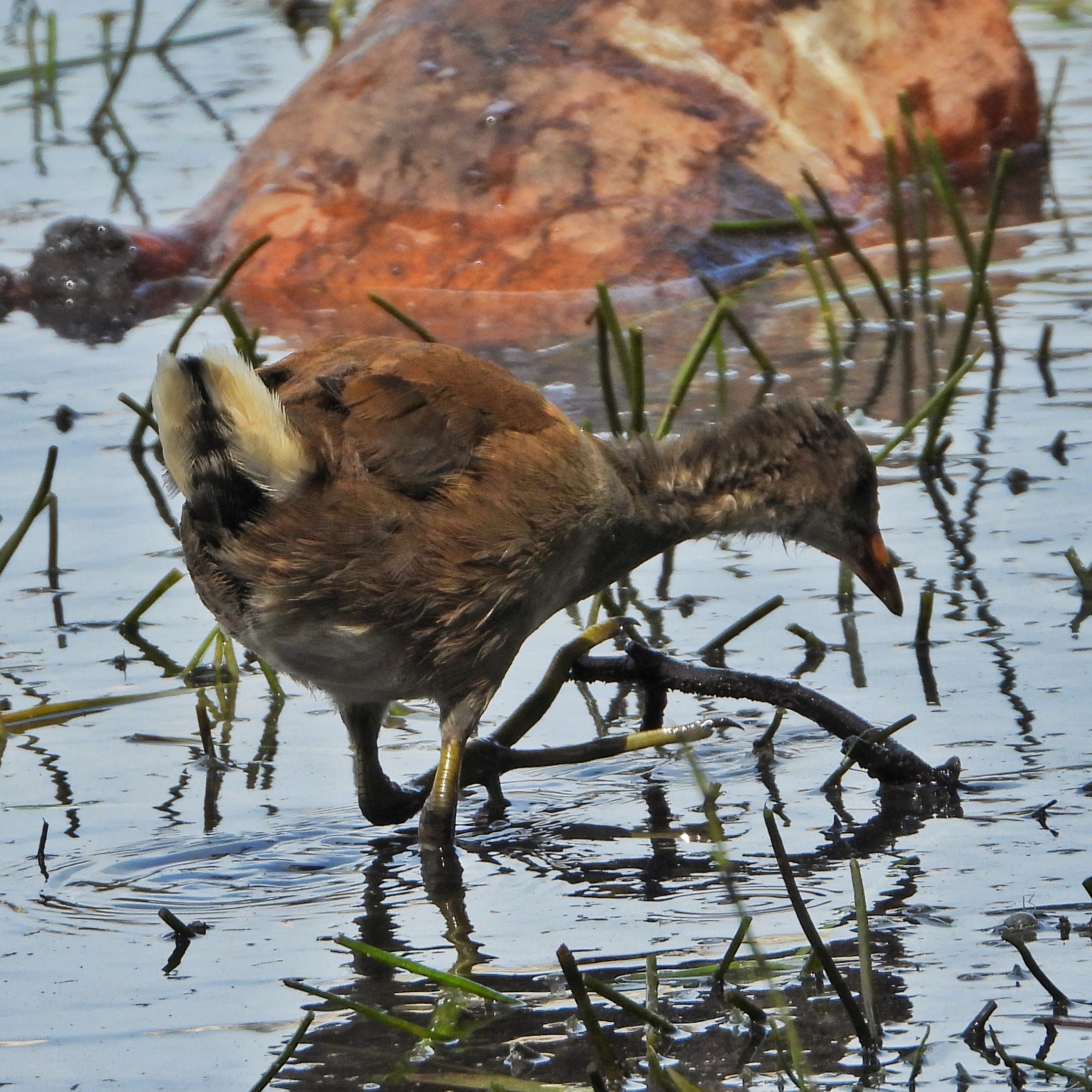 Common moorhen