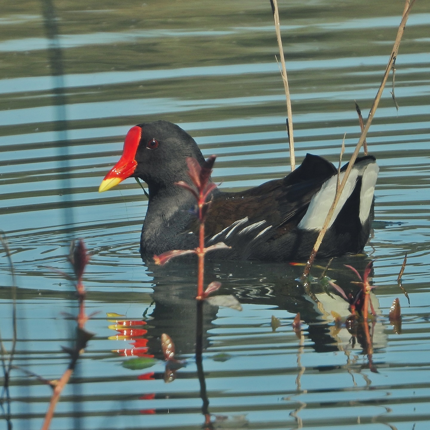 Common Moorhen 2