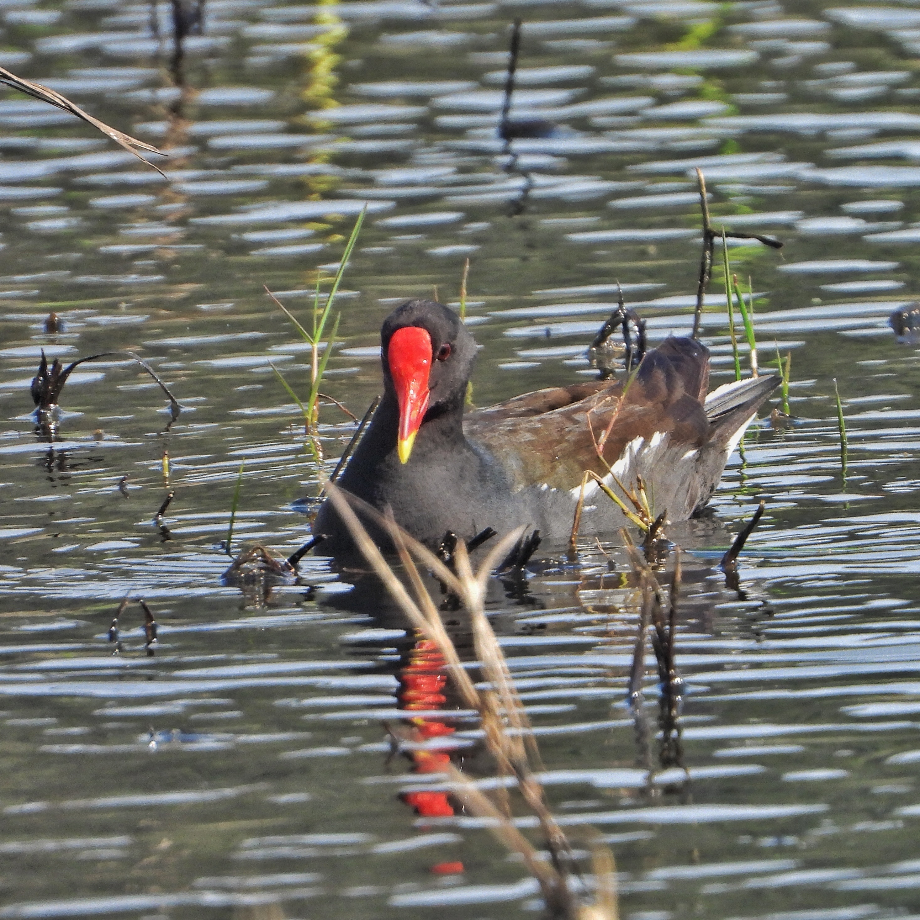 Common Moorhen 3