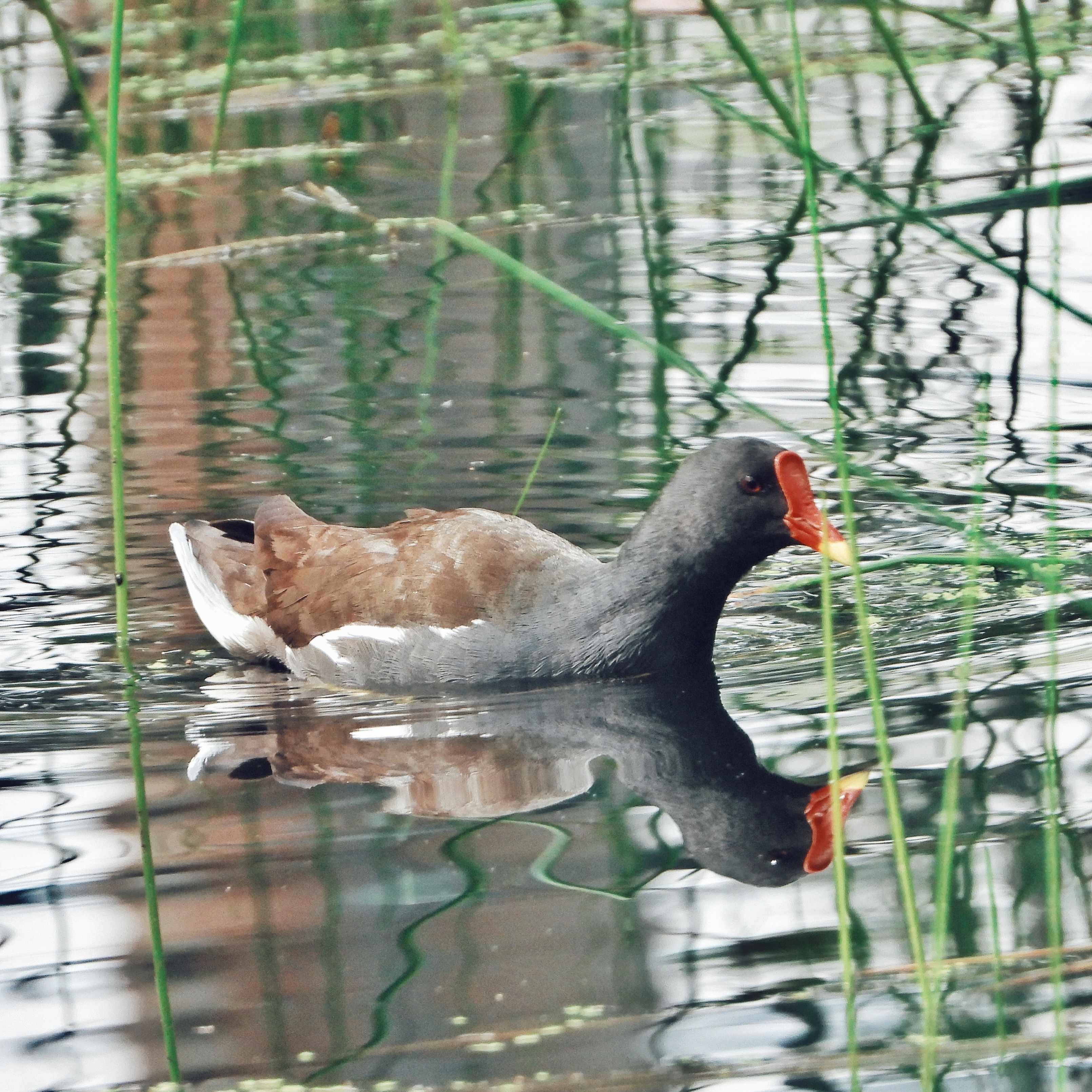 Common Moorhen 4