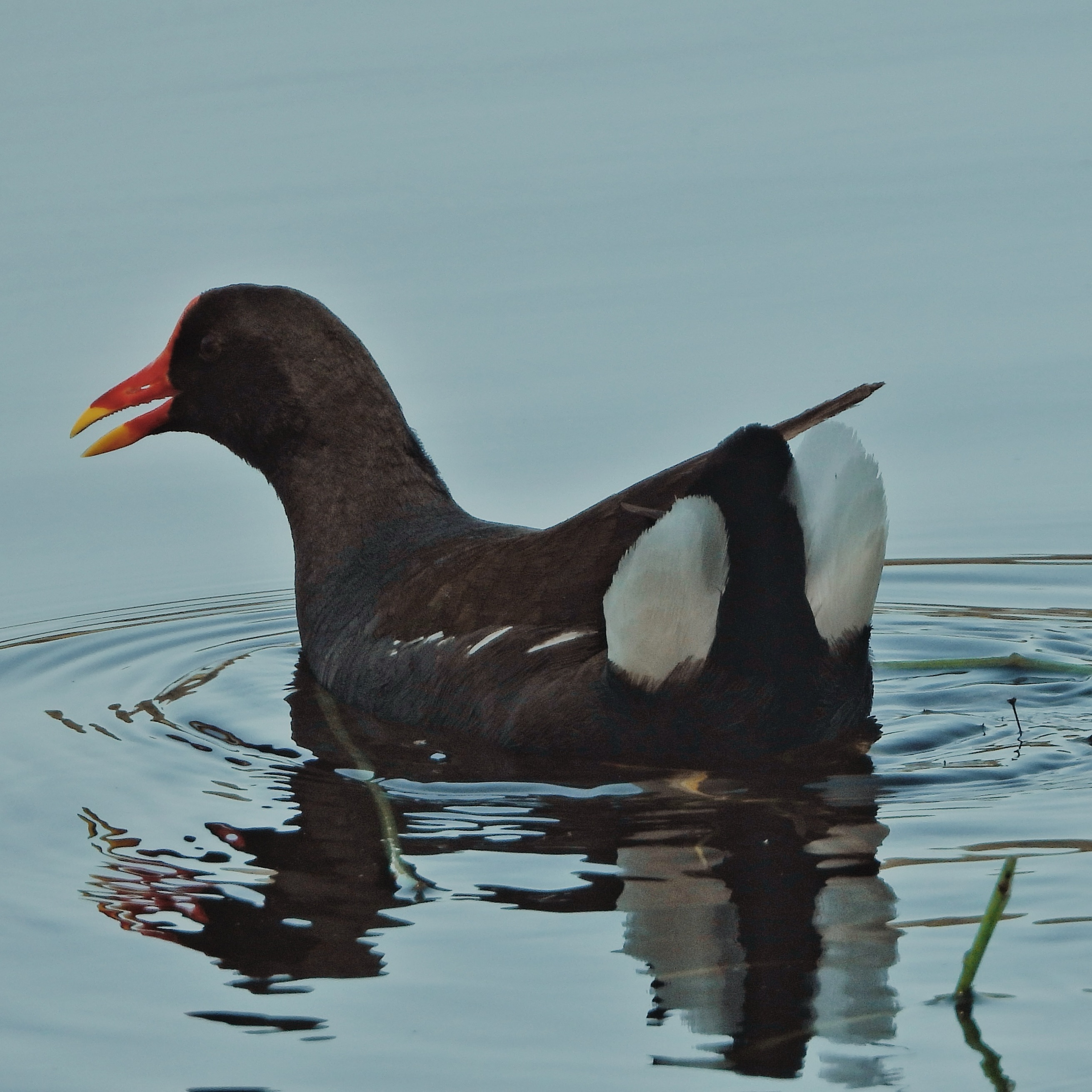 Common Moorhen 5