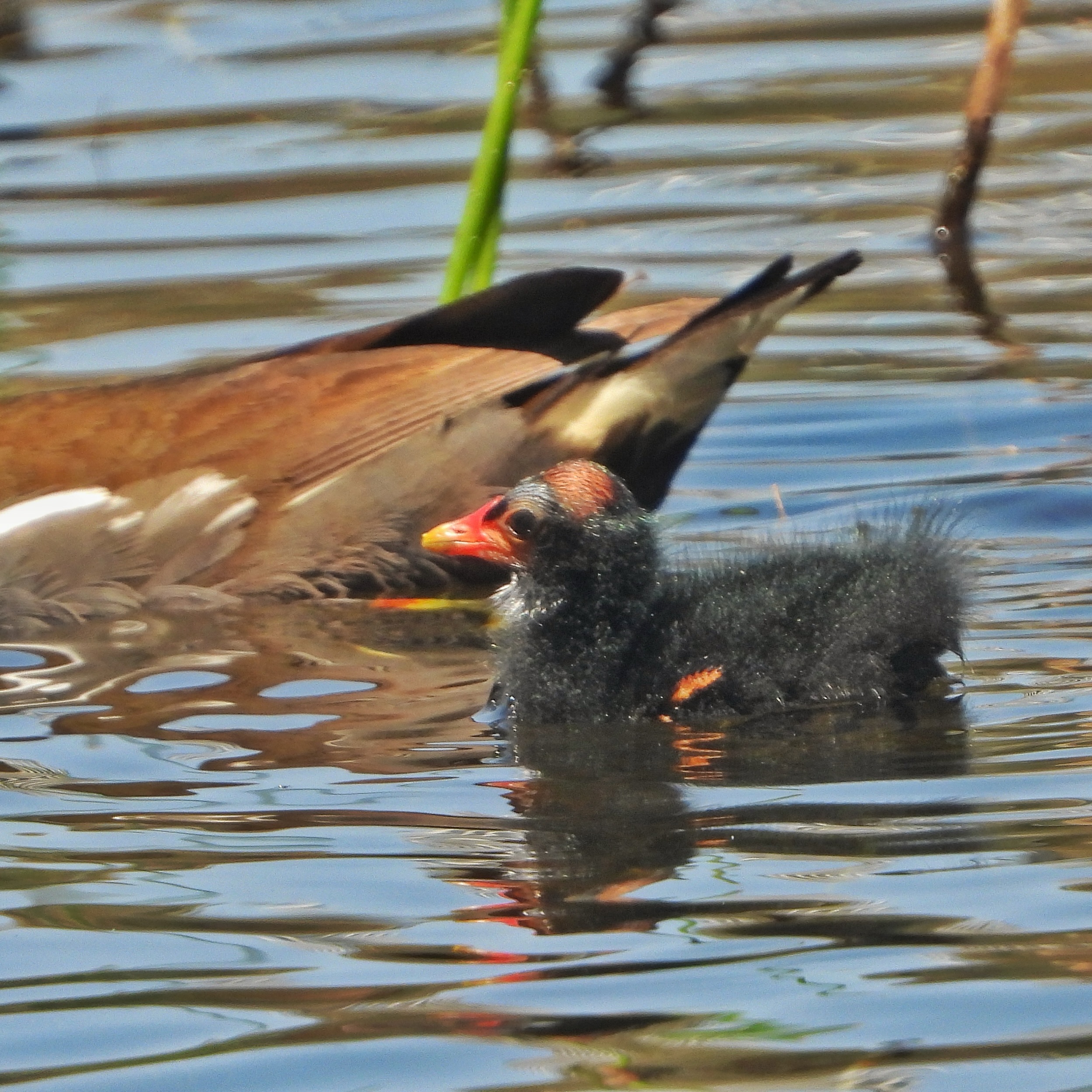 Common Moorhen 6