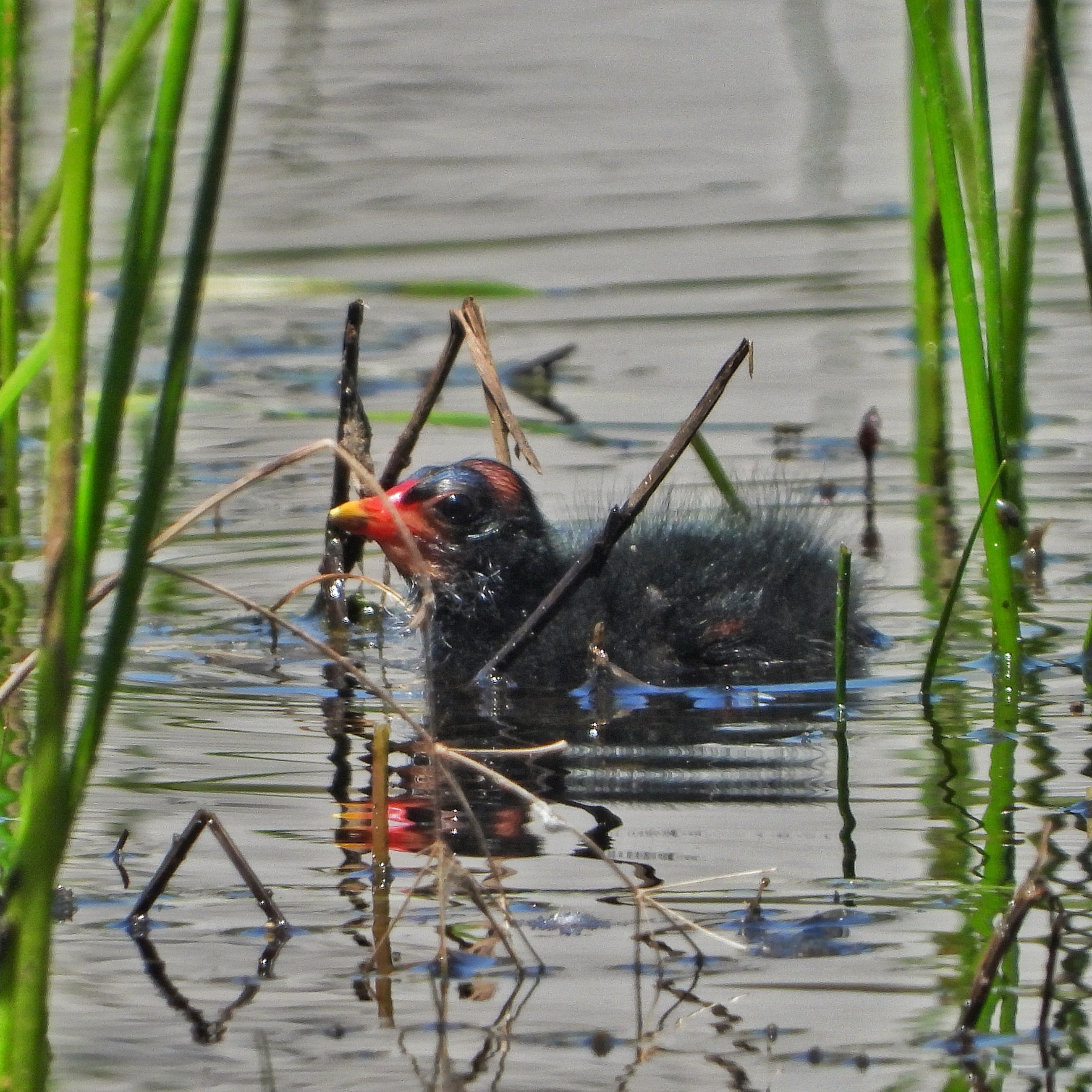 Common Moorhen 7