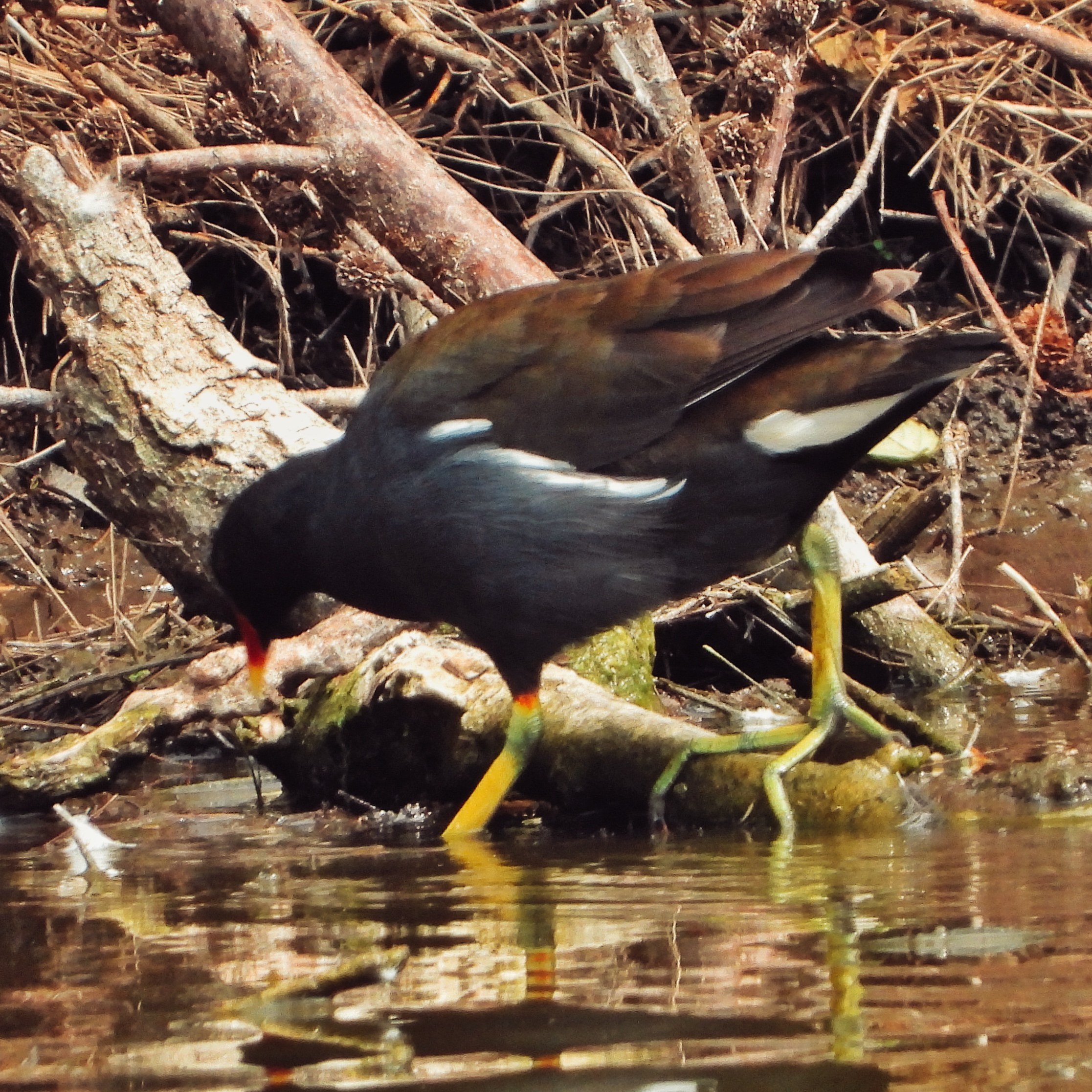 Common Moorhen 8