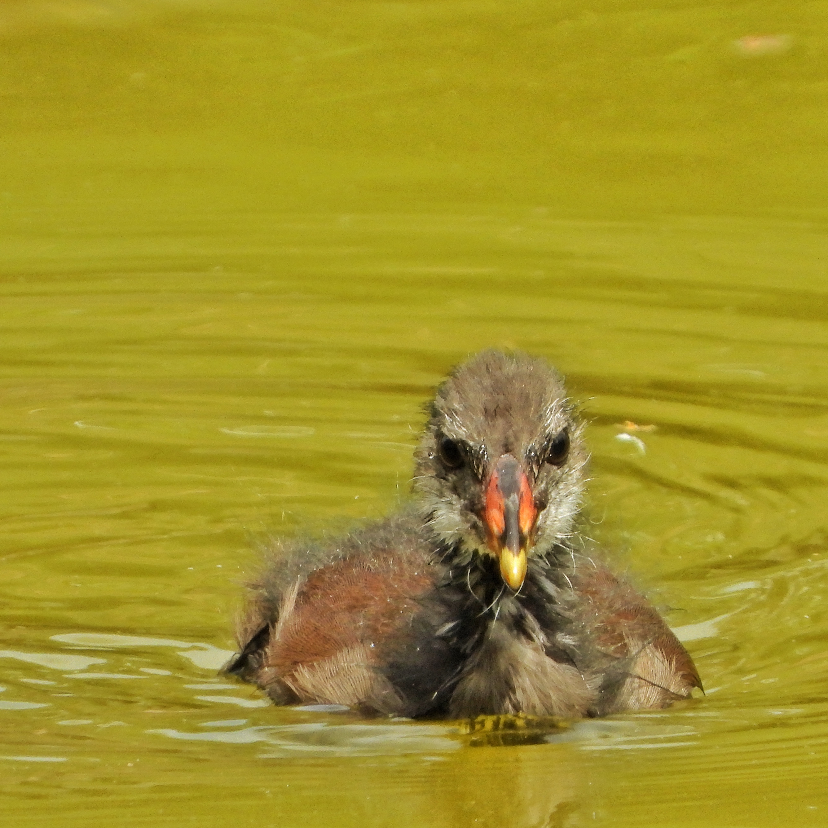 Common Moorhen 9