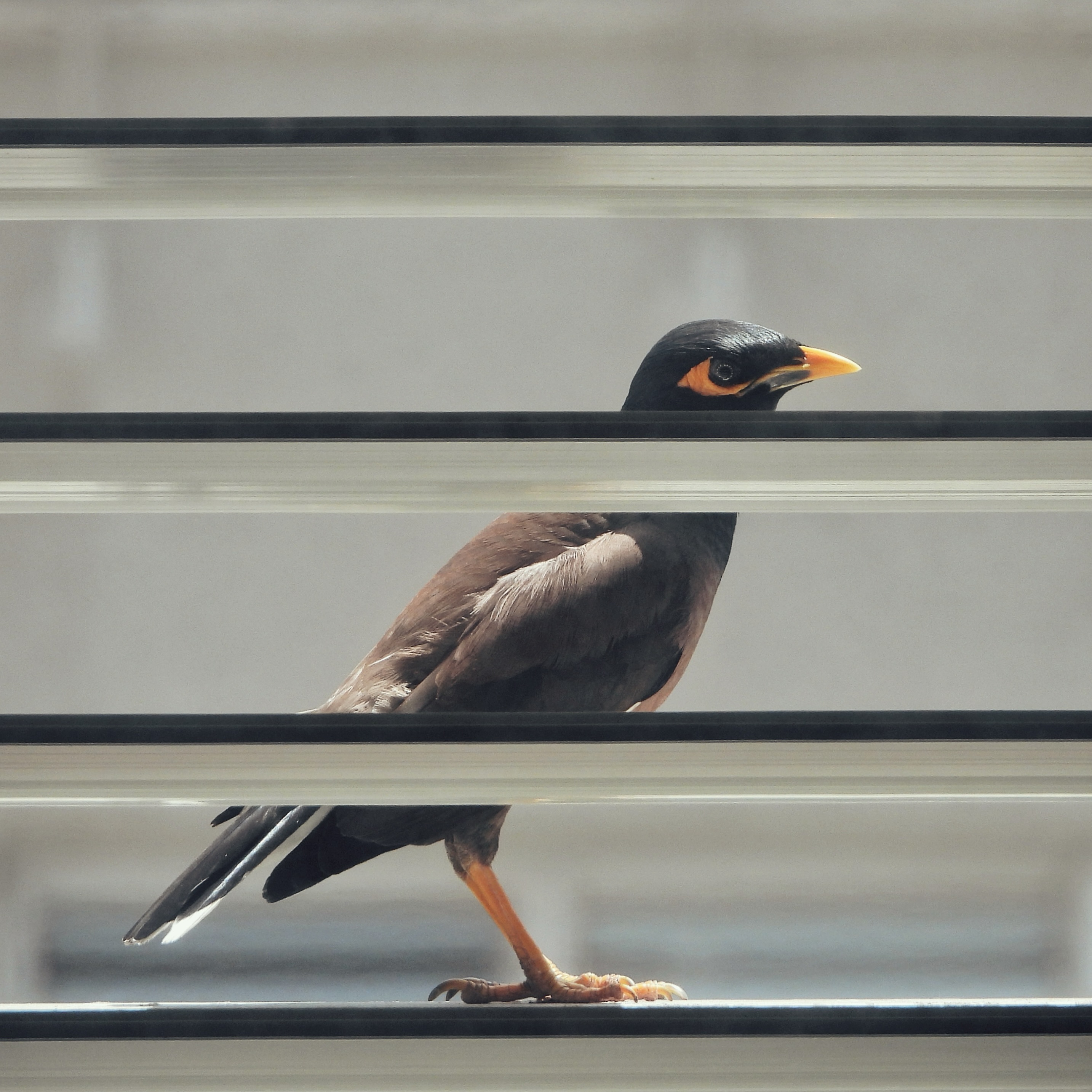 Common Myna 23