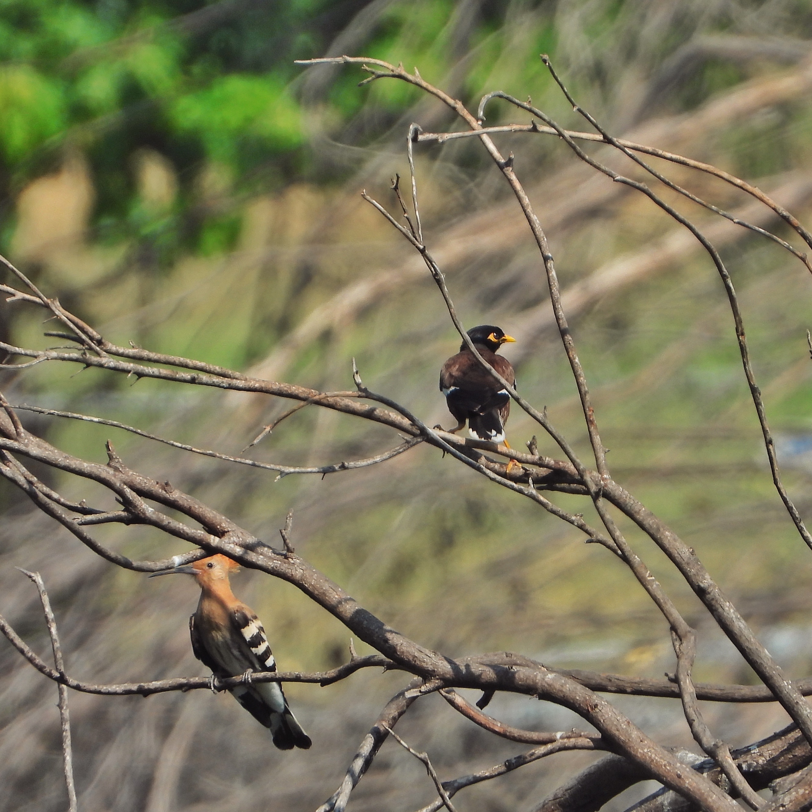 Common Myna Eurasian Hoopoe 1