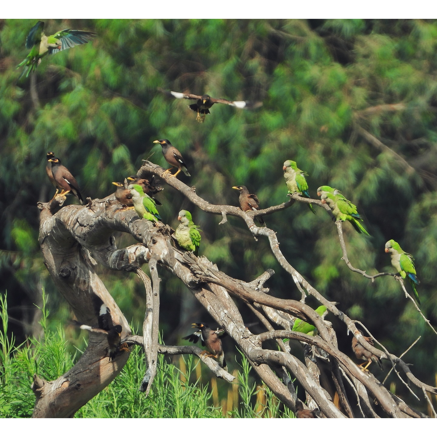 Common Myna Monk Parakeet 1