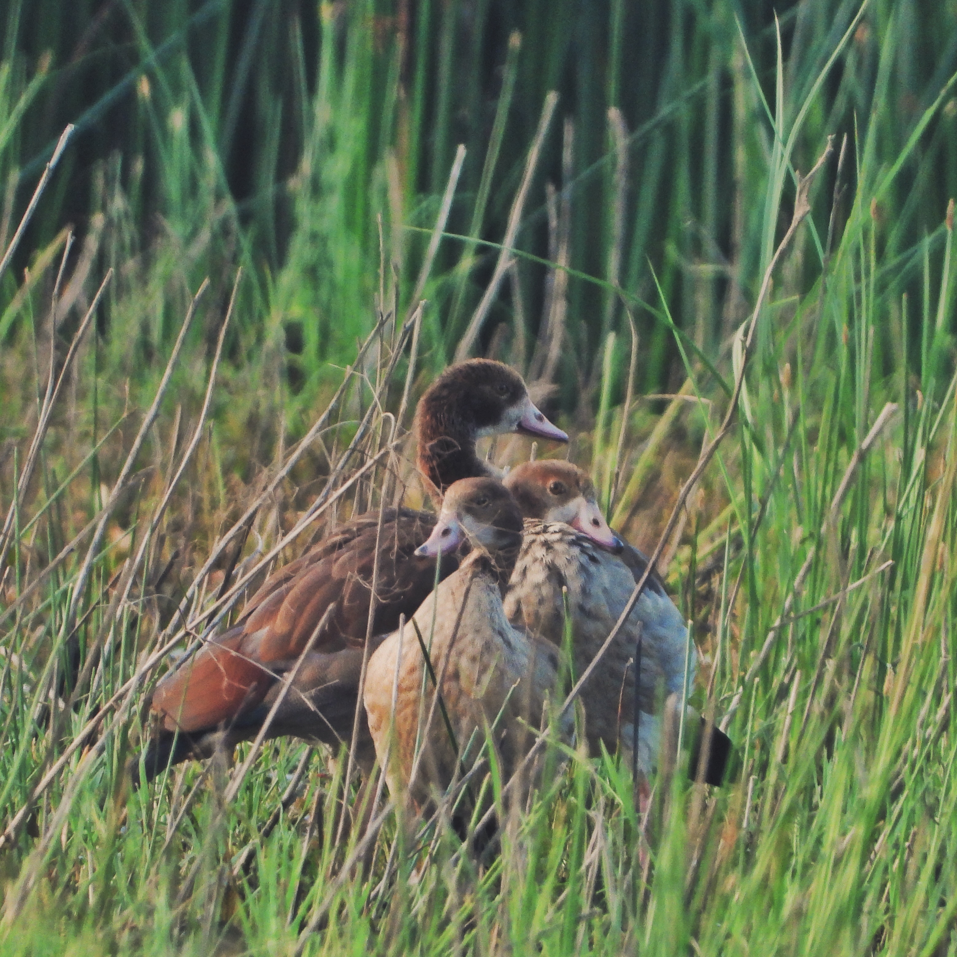 Egyptian Goose 10