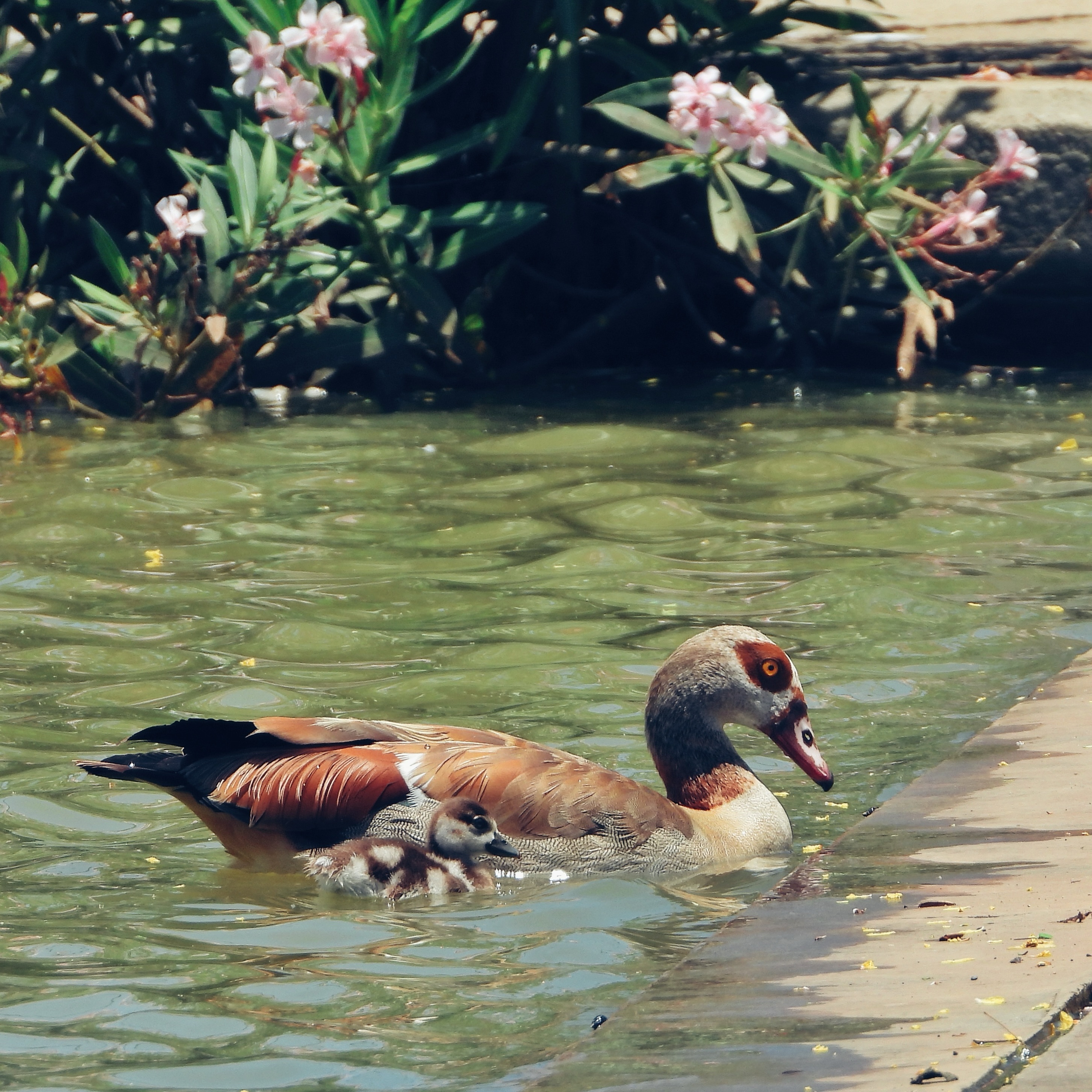 Egyptian Goose 11