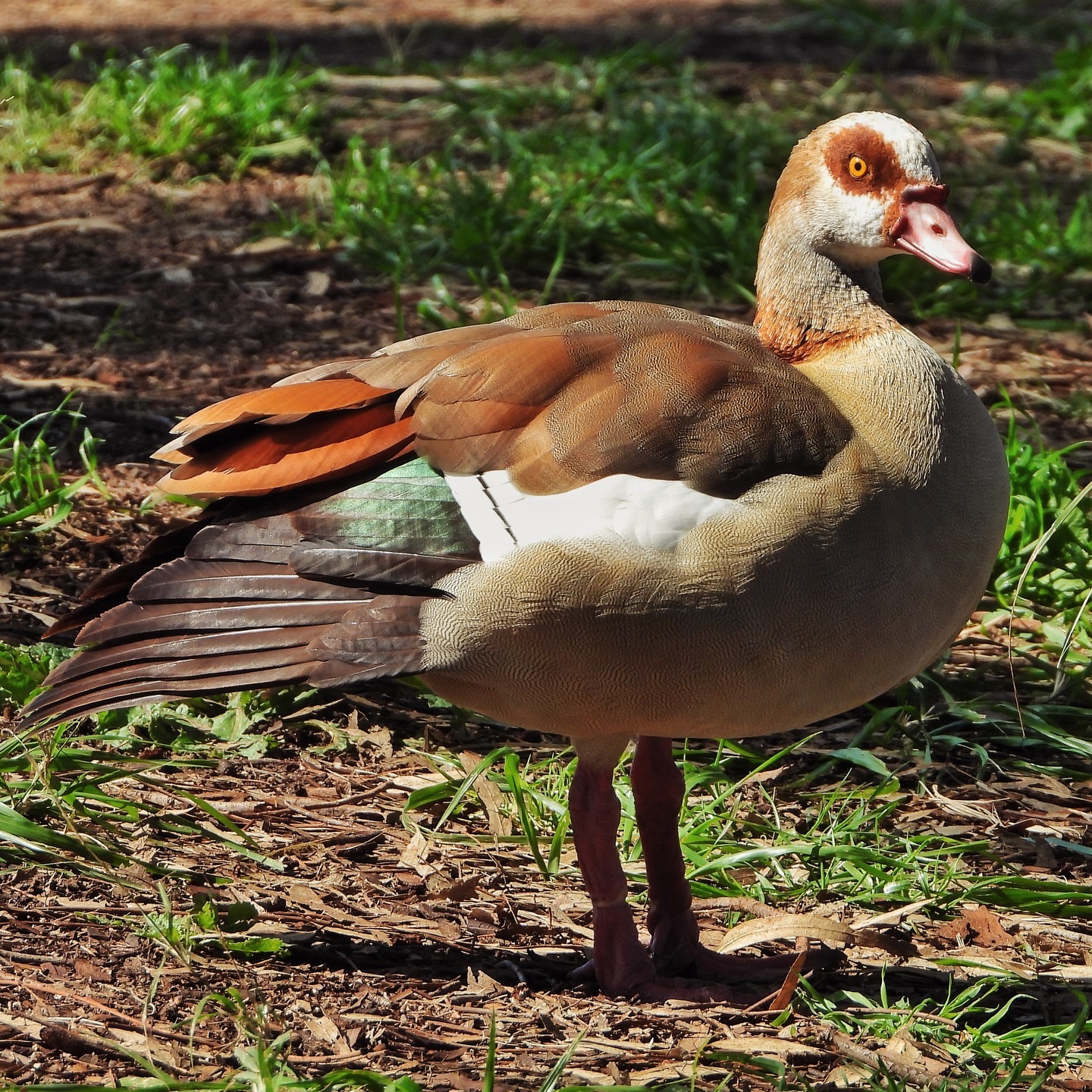 Egyptian Goose 4