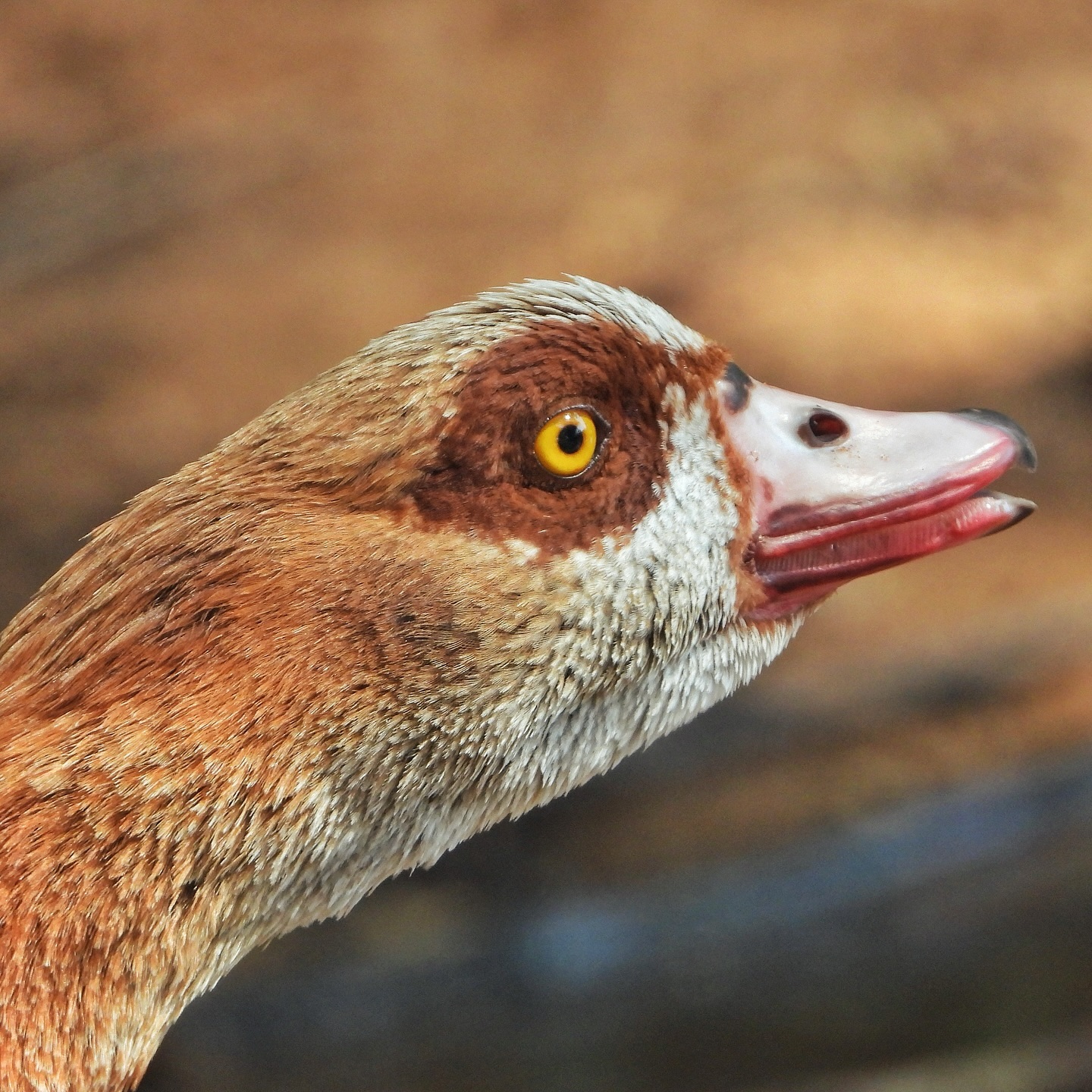 Egyptian Goose 5