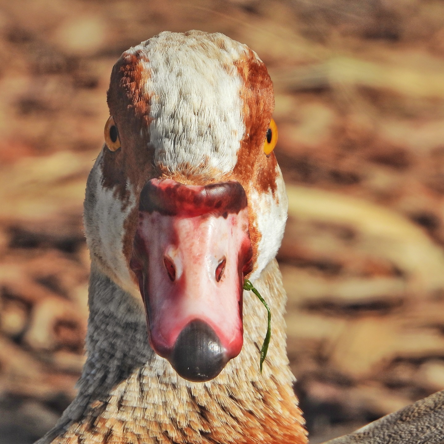 Egyptian Goose 6