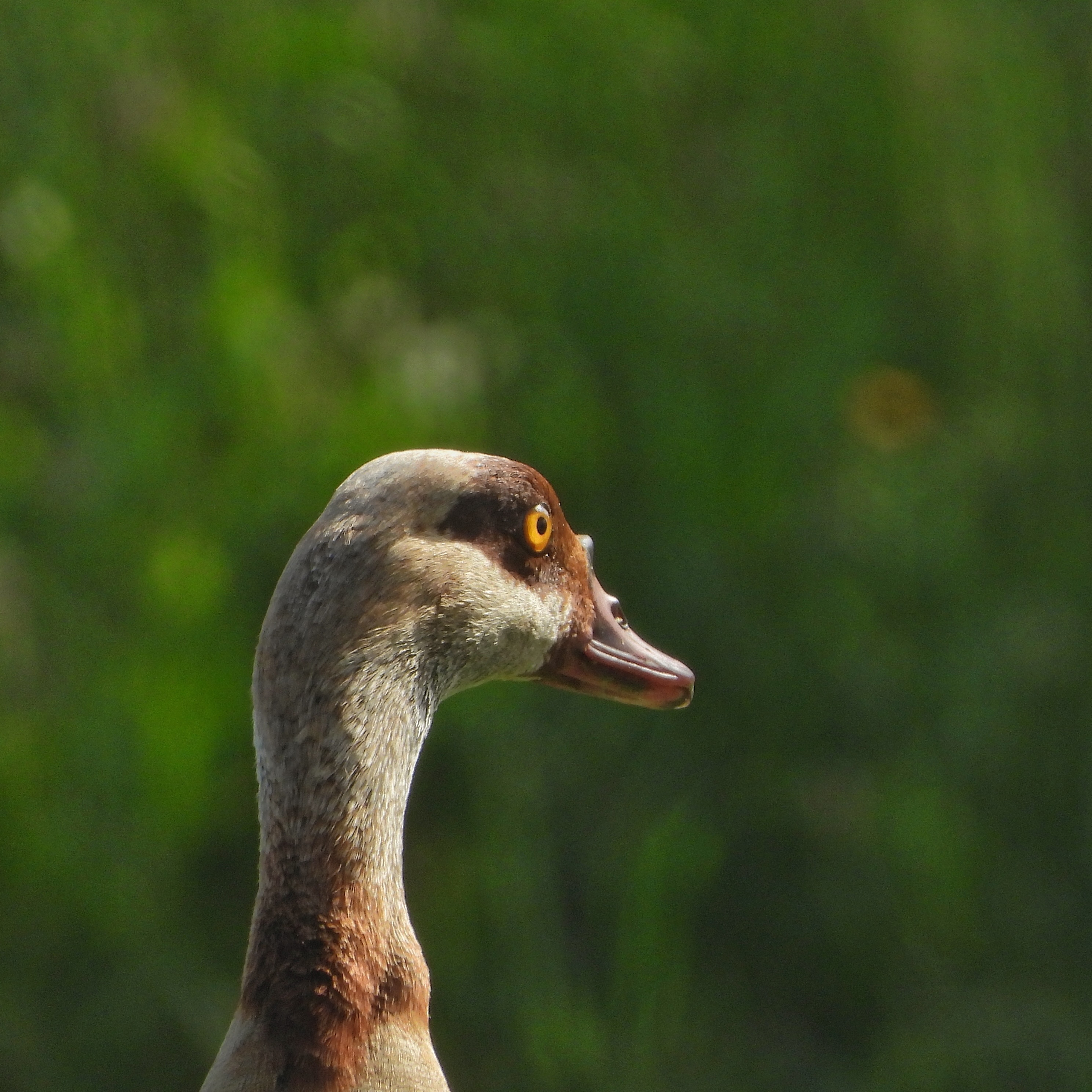 Egyptian Goose 7