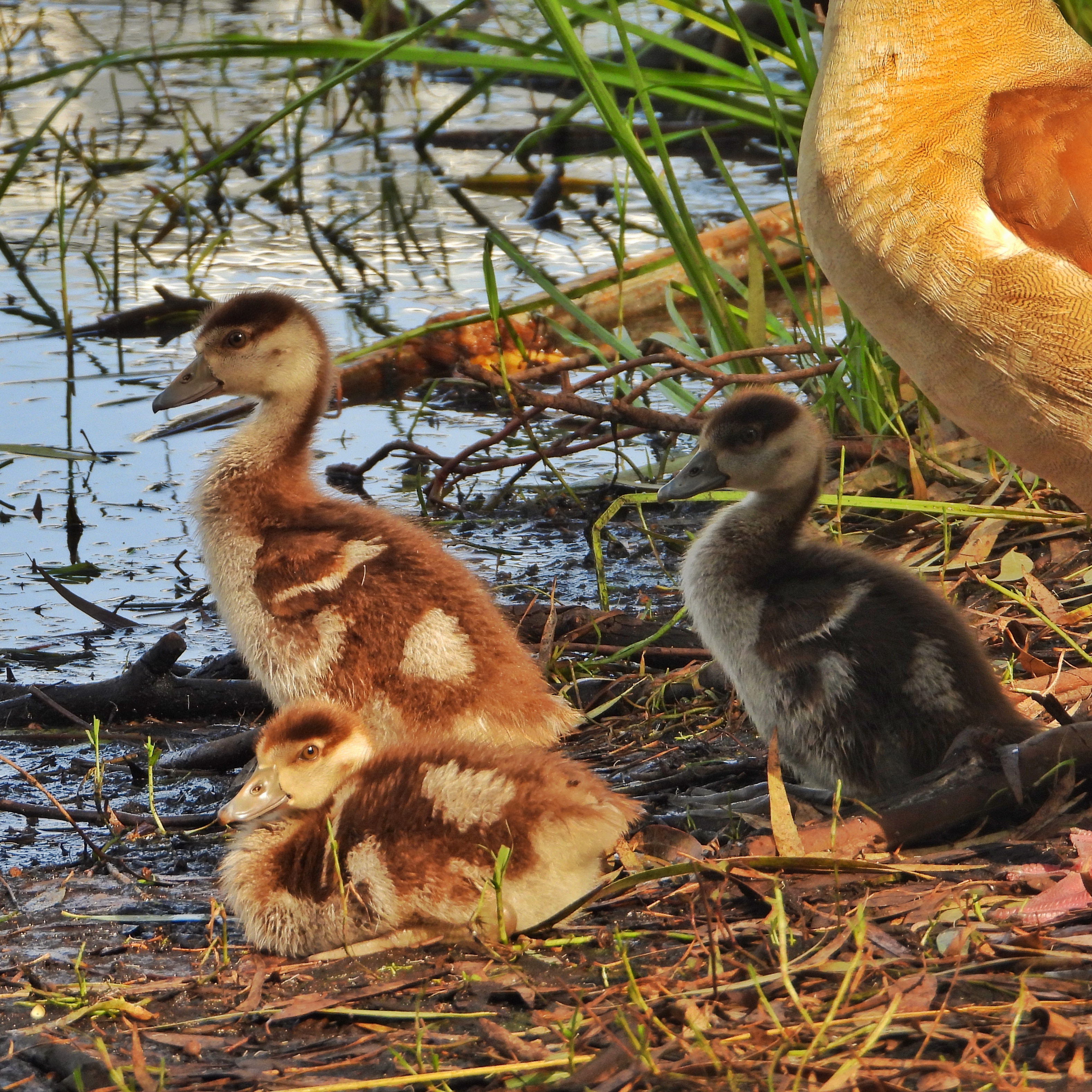 Egyptian Goose 8