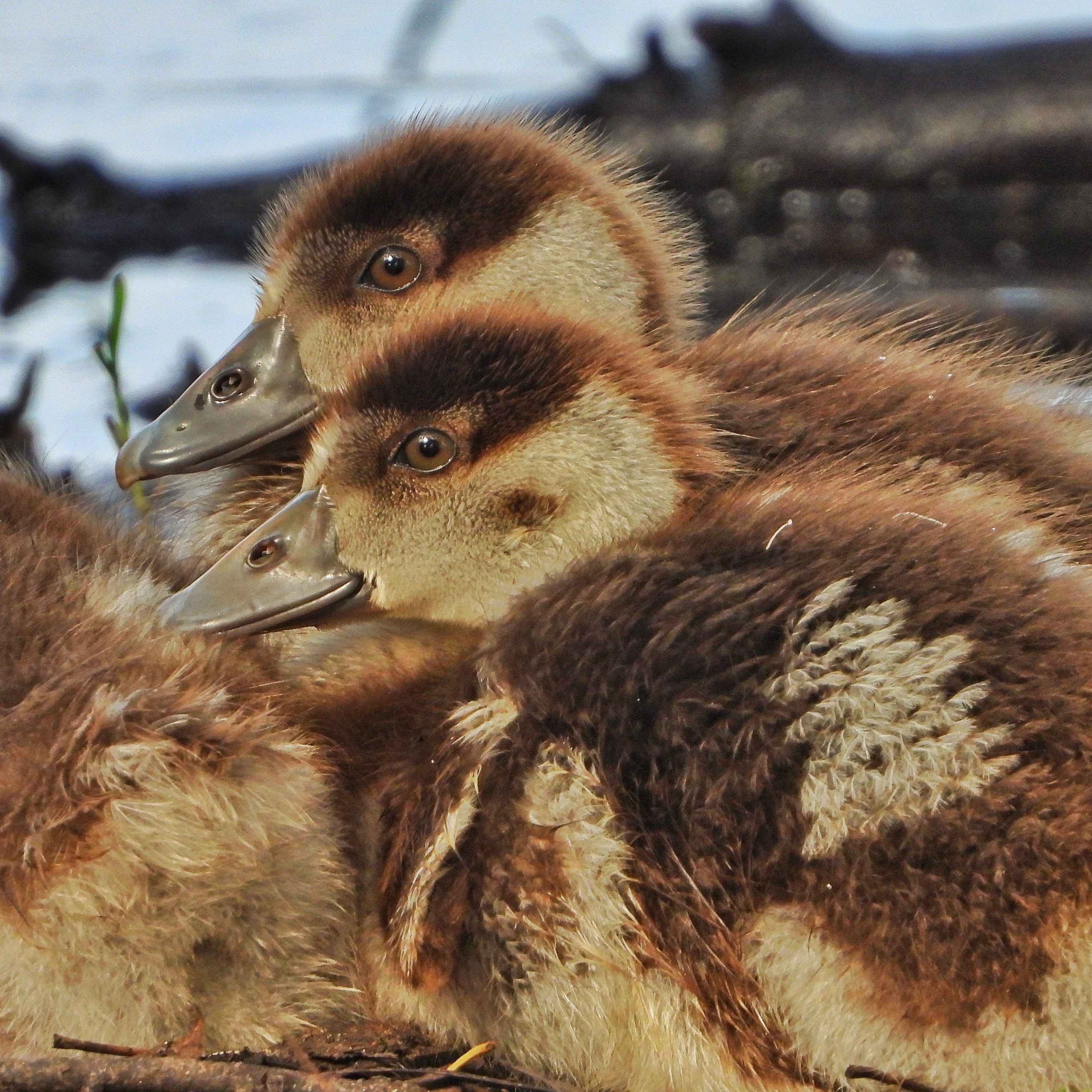 Egyptian Goose 9