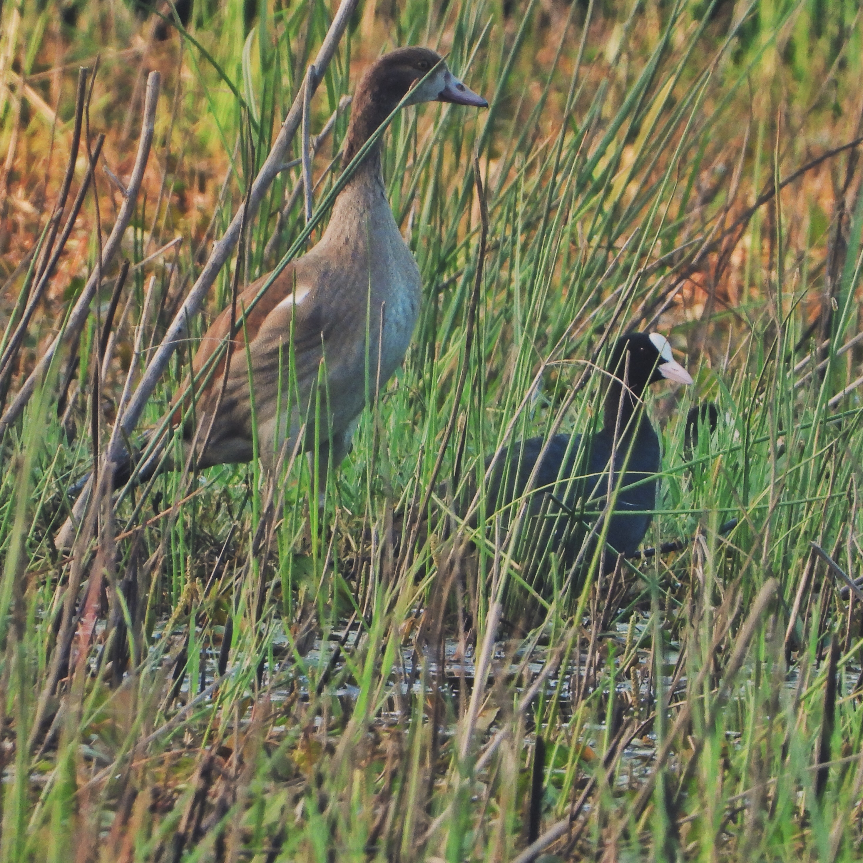 Egyptian Goose Eurasian Coot 1