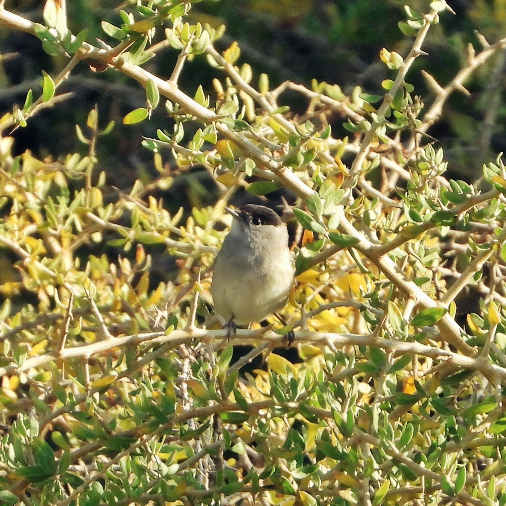 Eurasian Blackcap 1