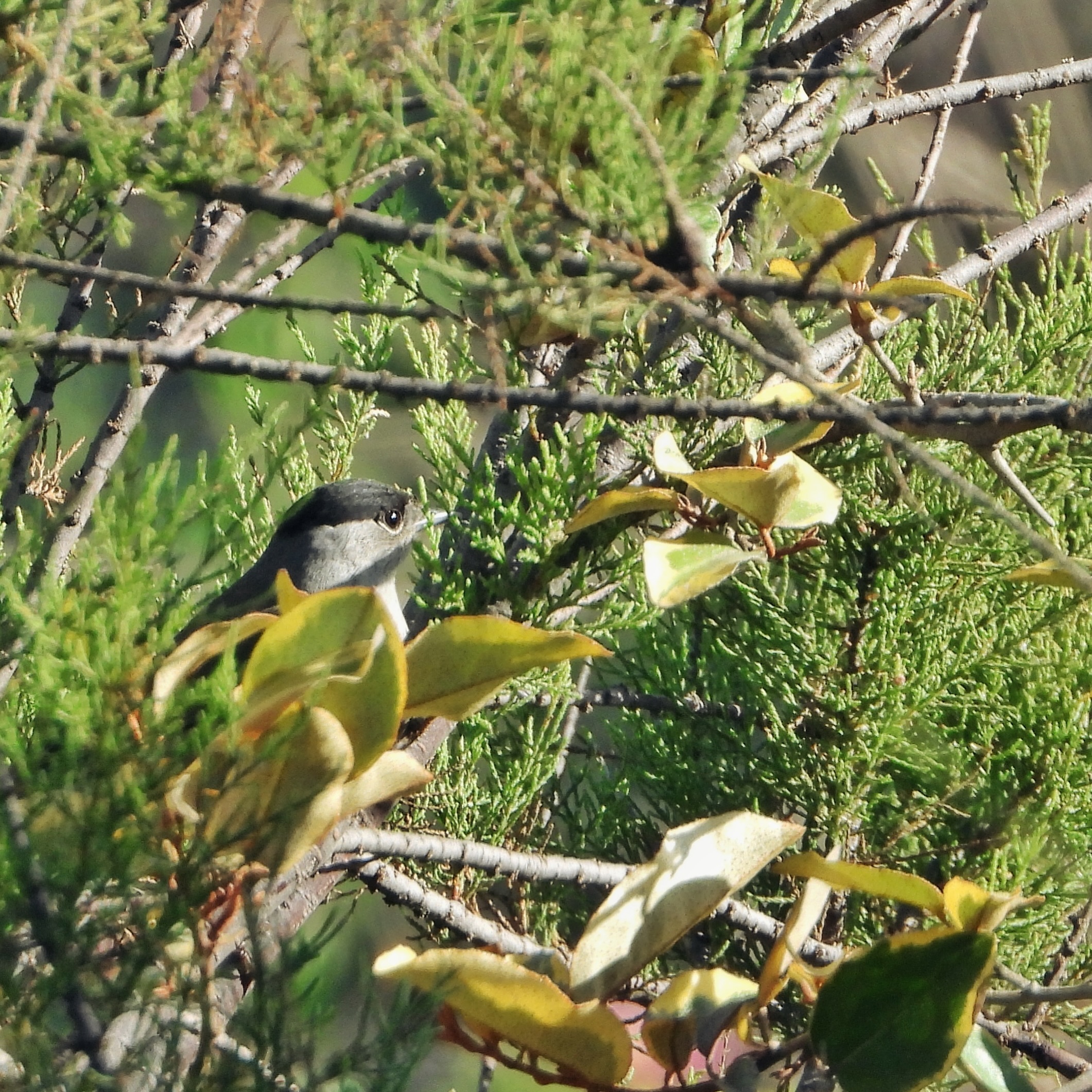 Eurasian Blackcap 2