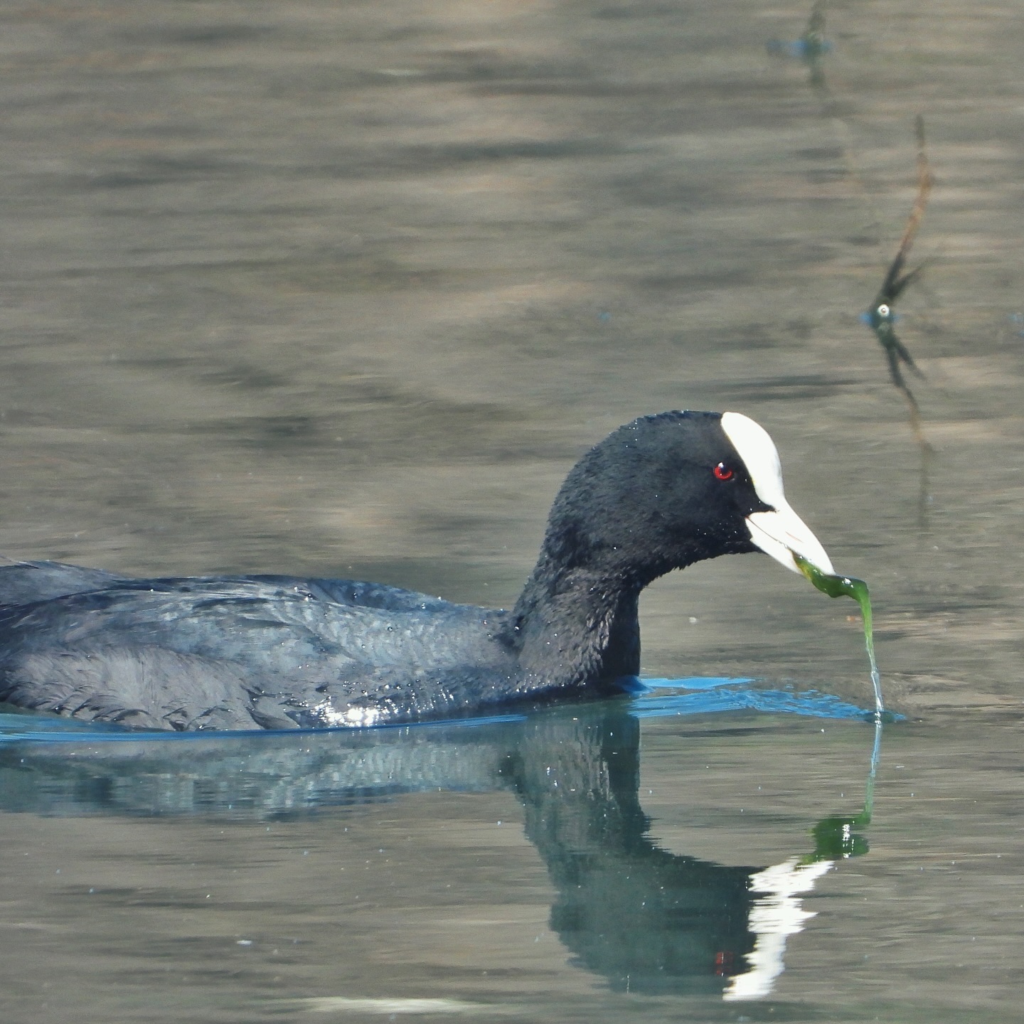 Eurasian Coot 1