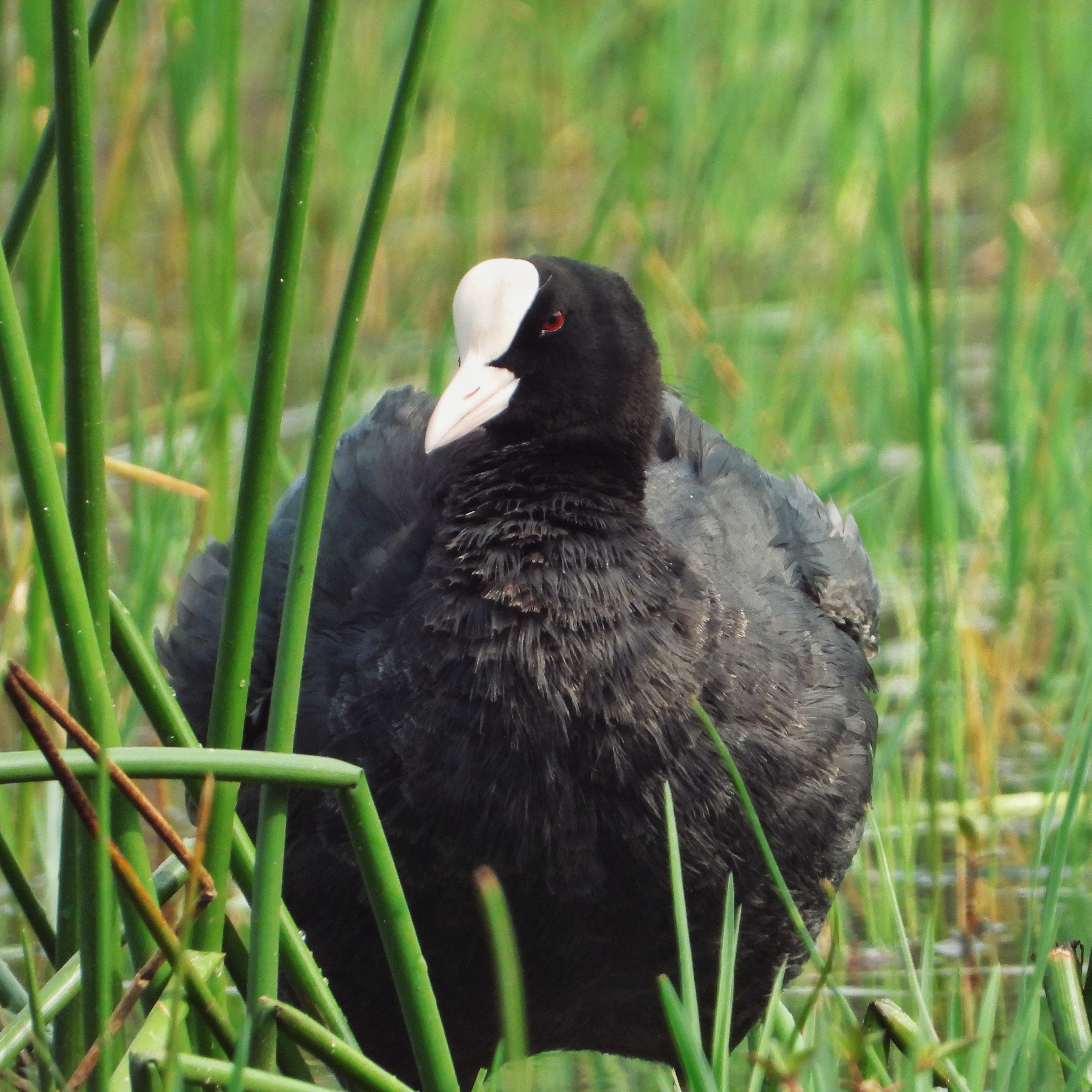 Eurasian Coot 10