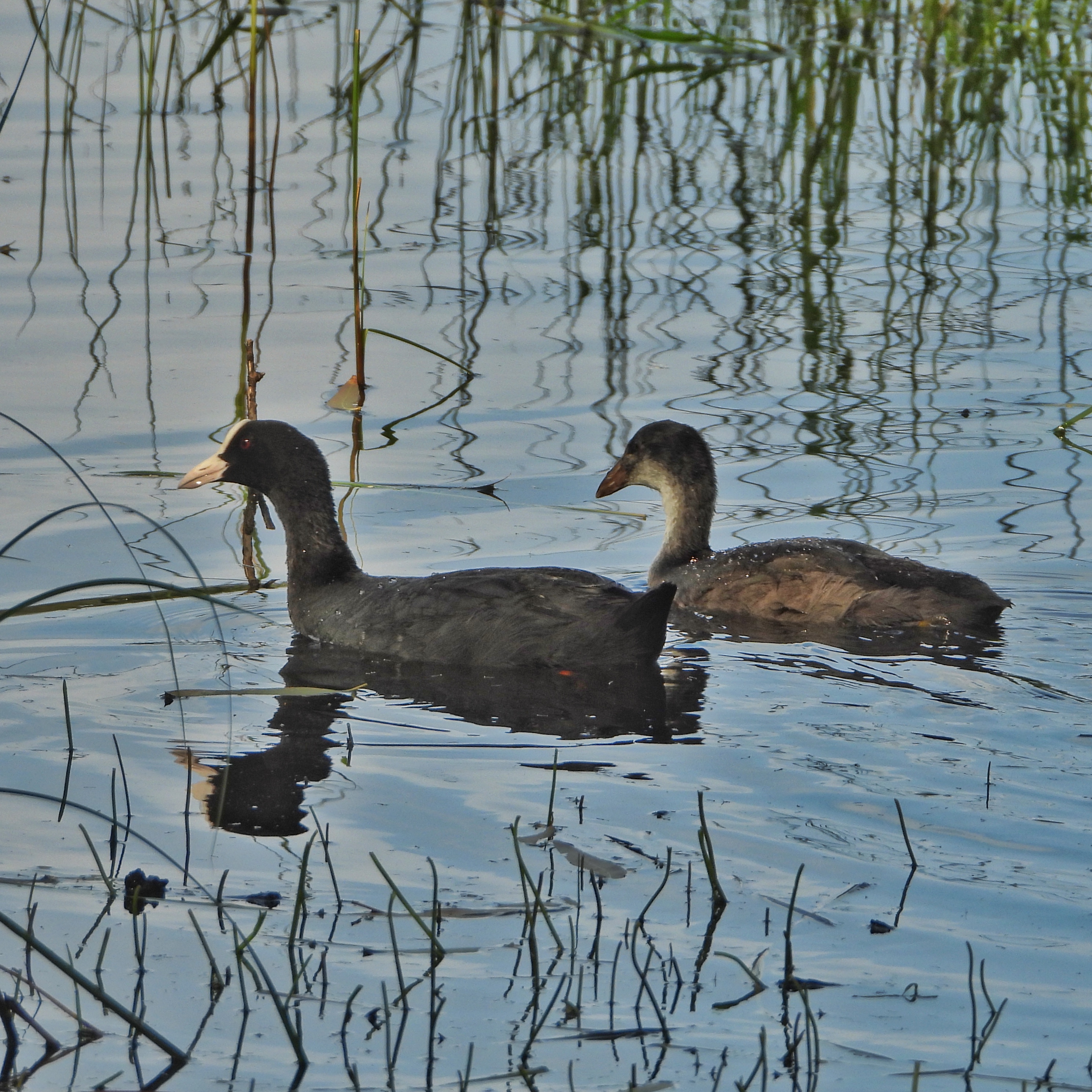 Eurasian Coot 11