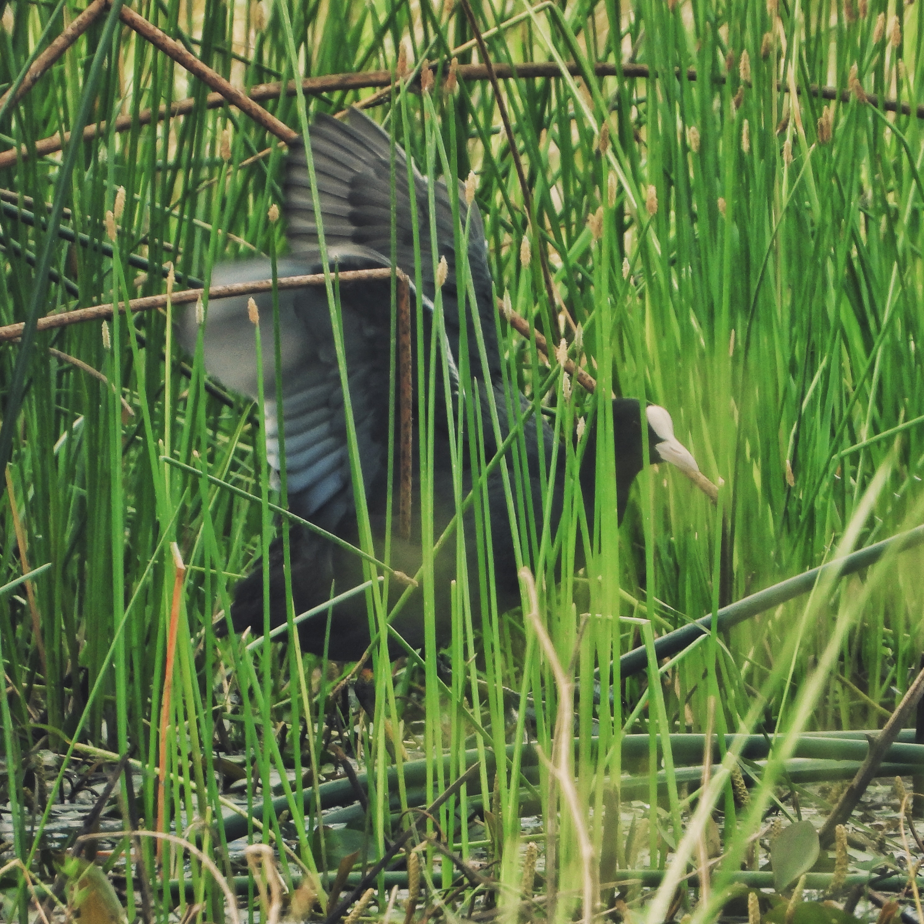 Eurasian coot