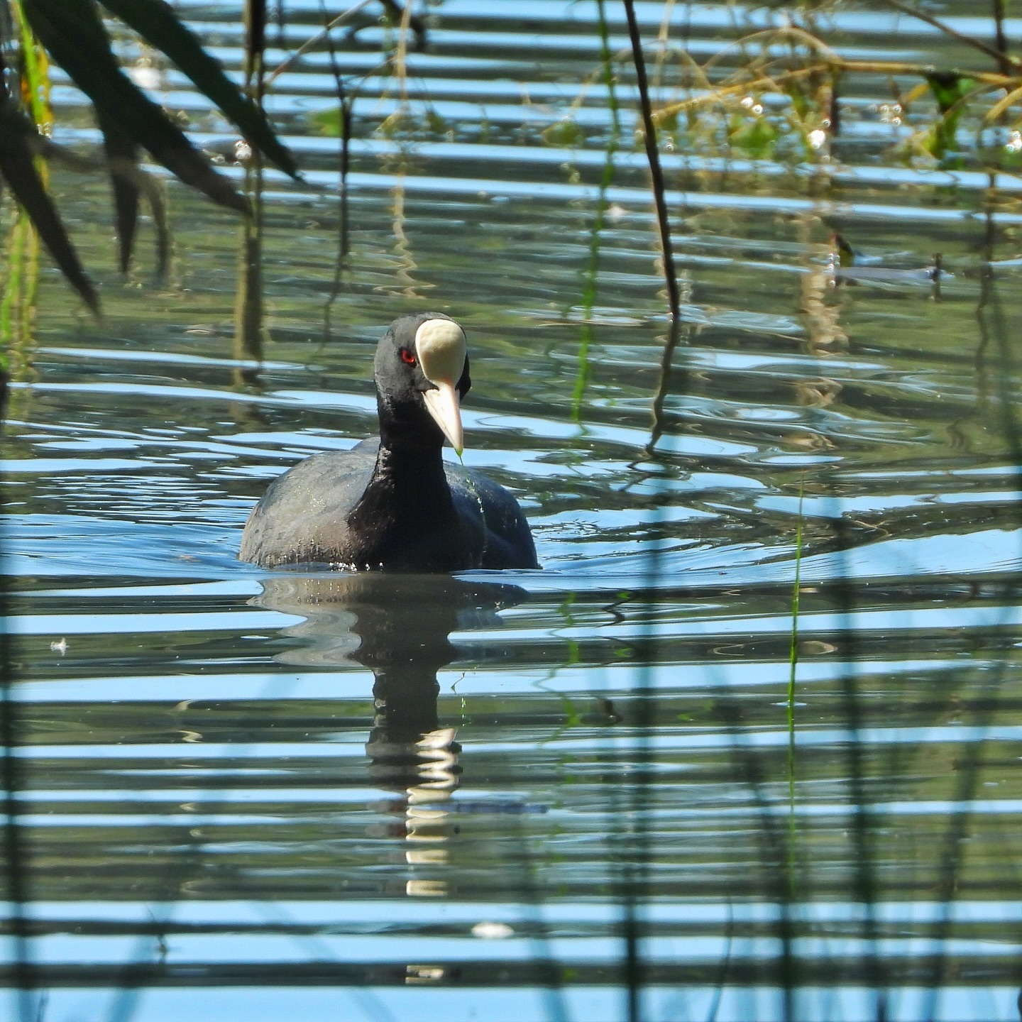 Eurasian Coot 2