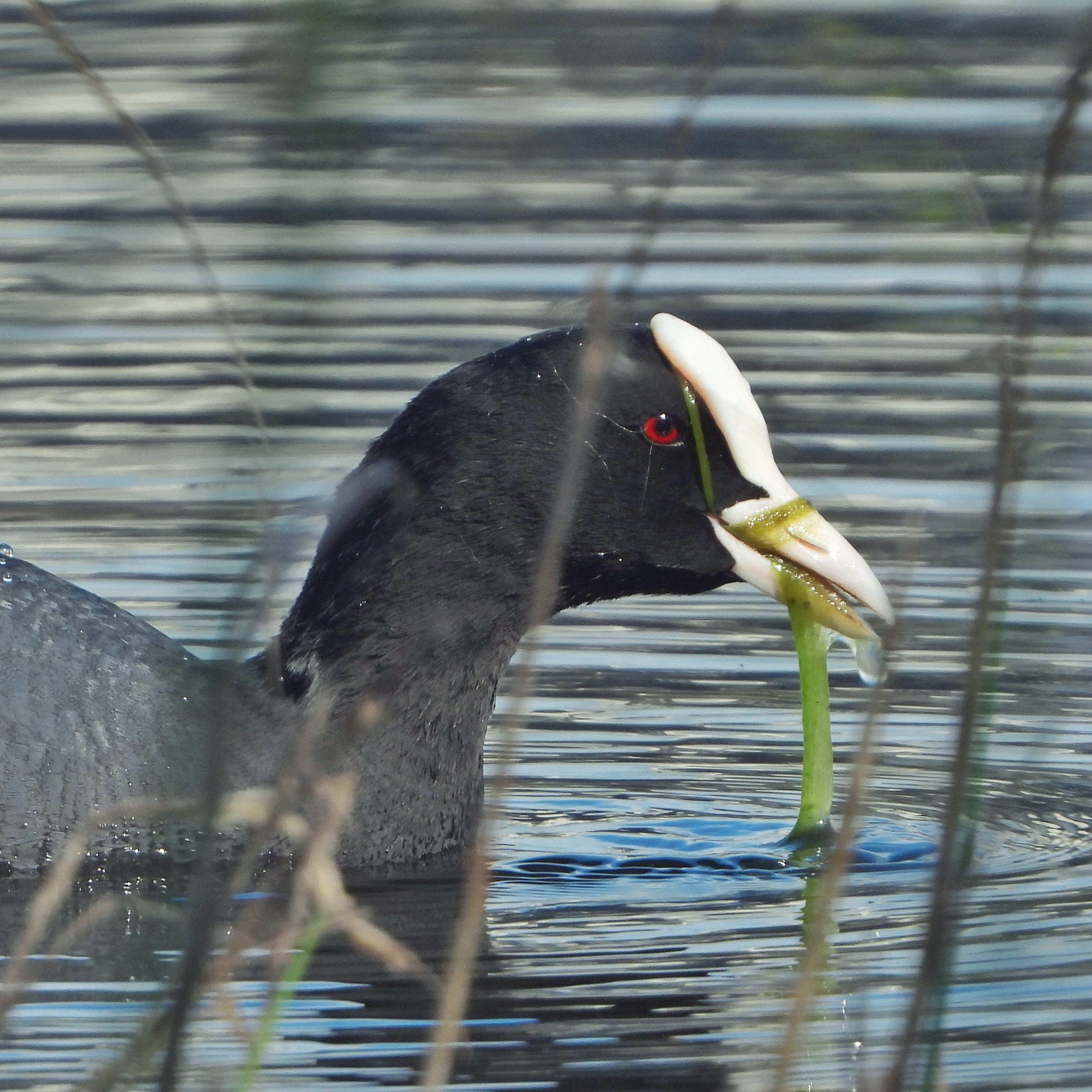 Eurasian Coot 3