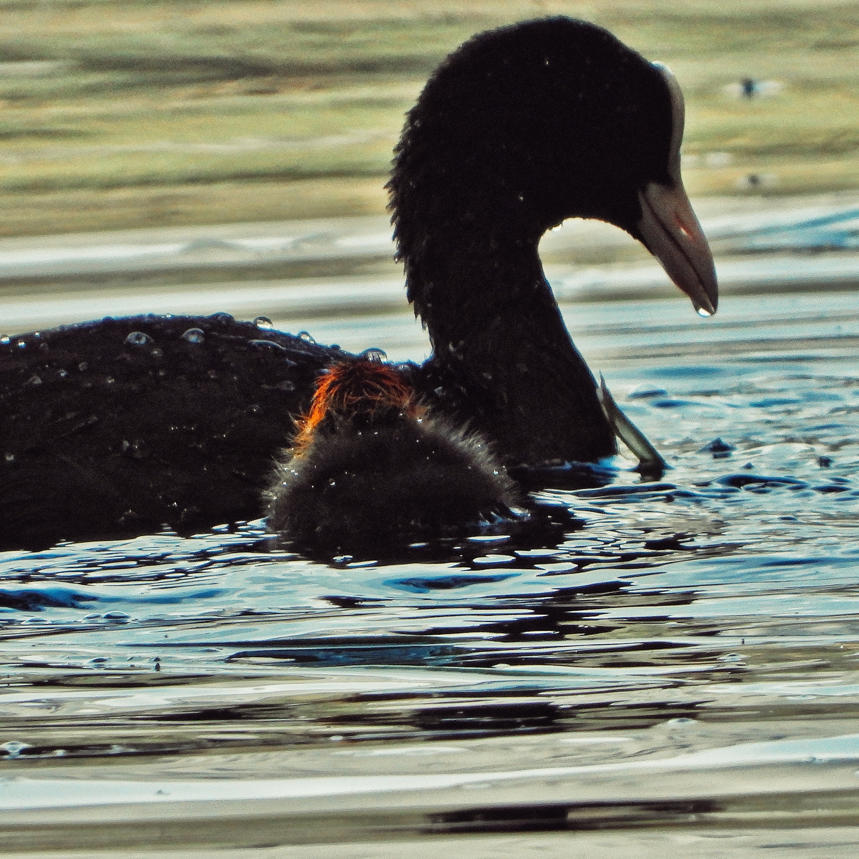 Eurasian Coot 4