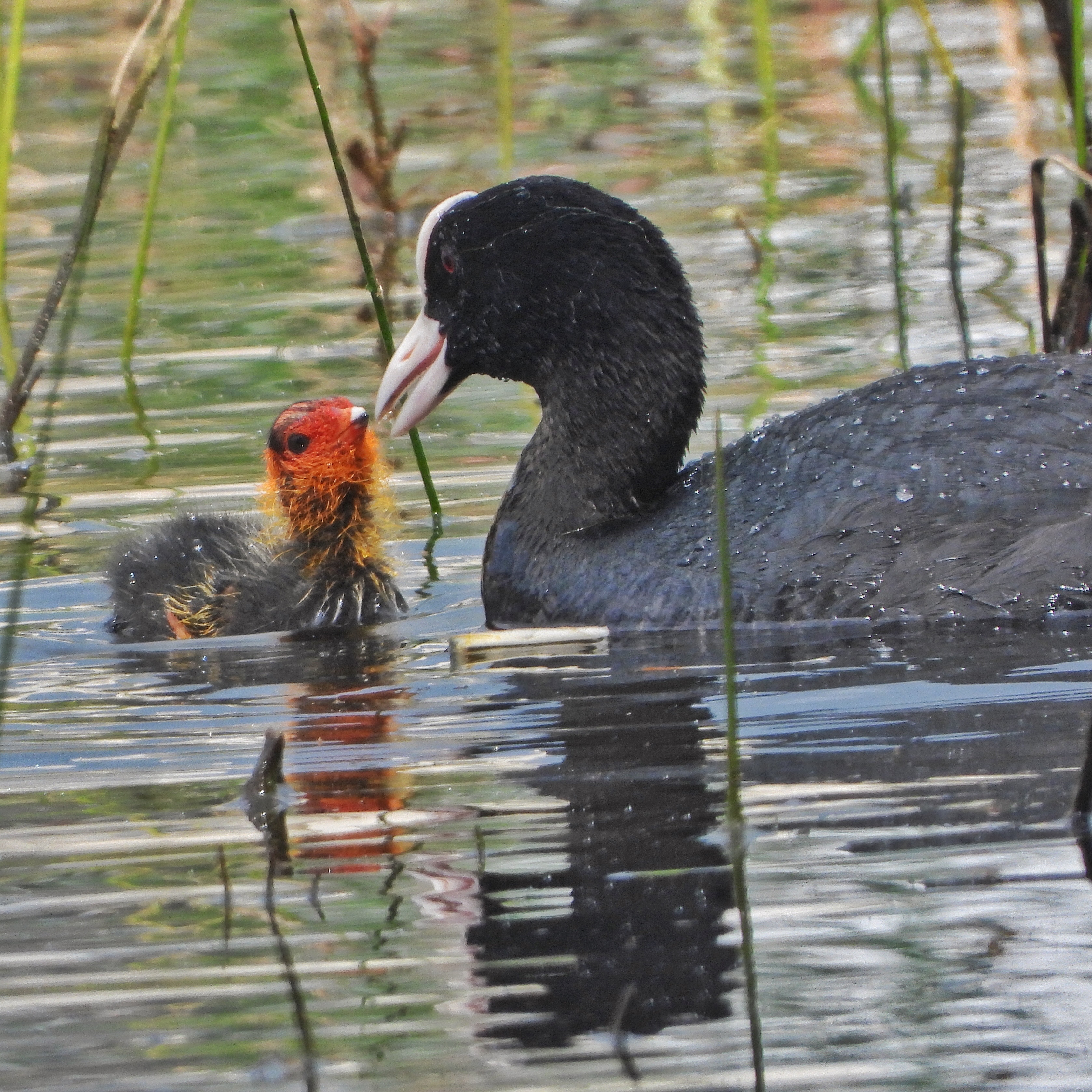 Eurasian Coot 5