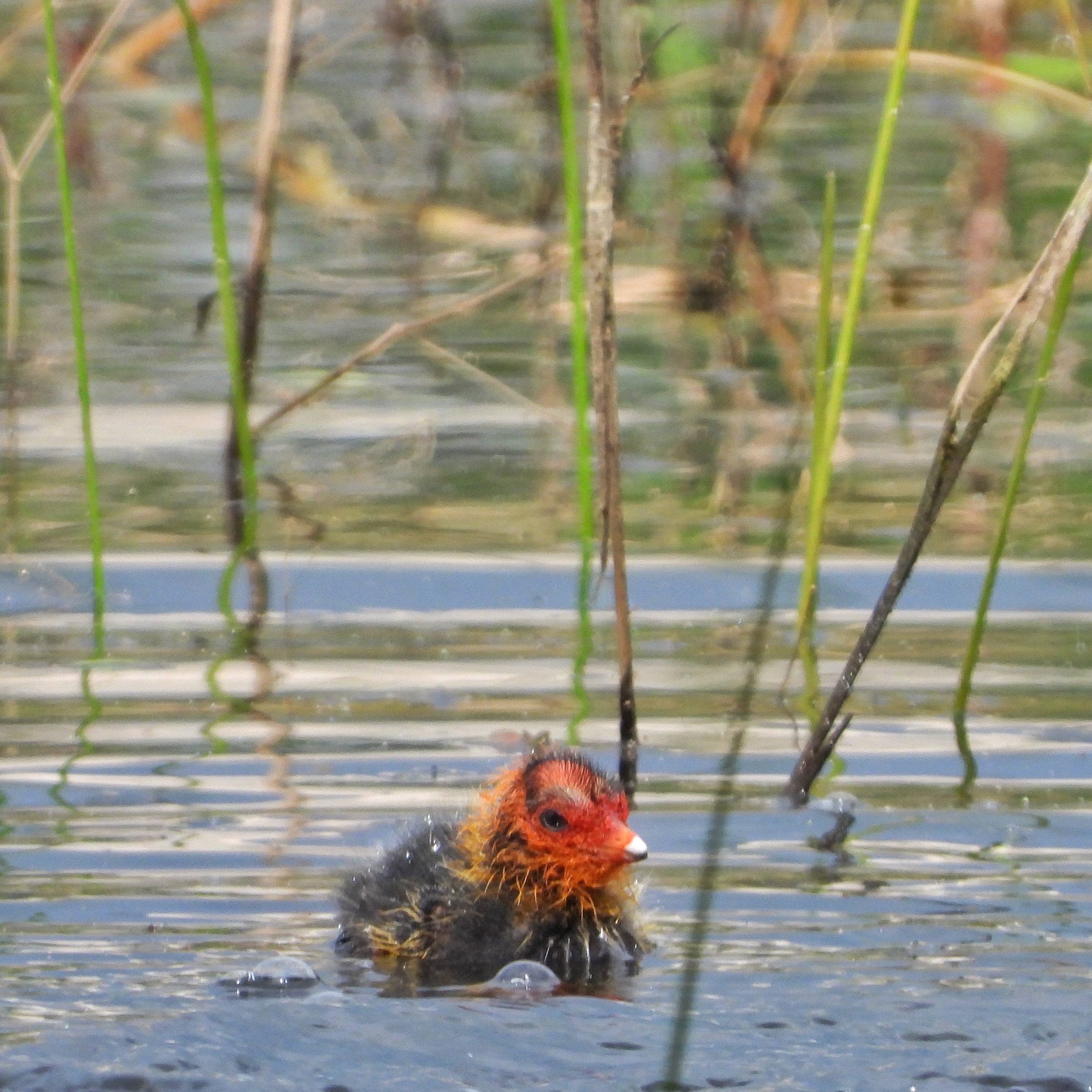 Eurasian Coot 6