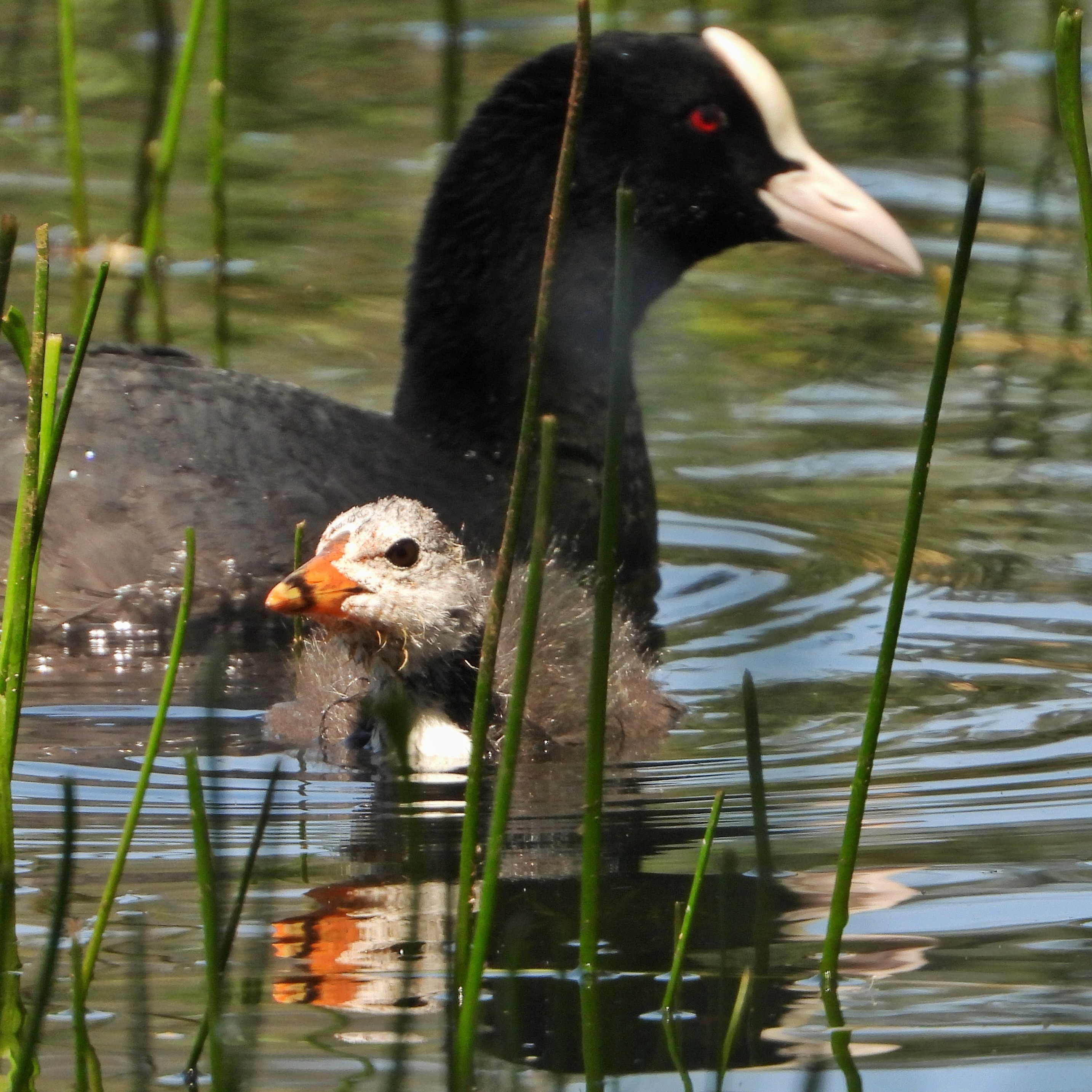 Eurasian Coot 7