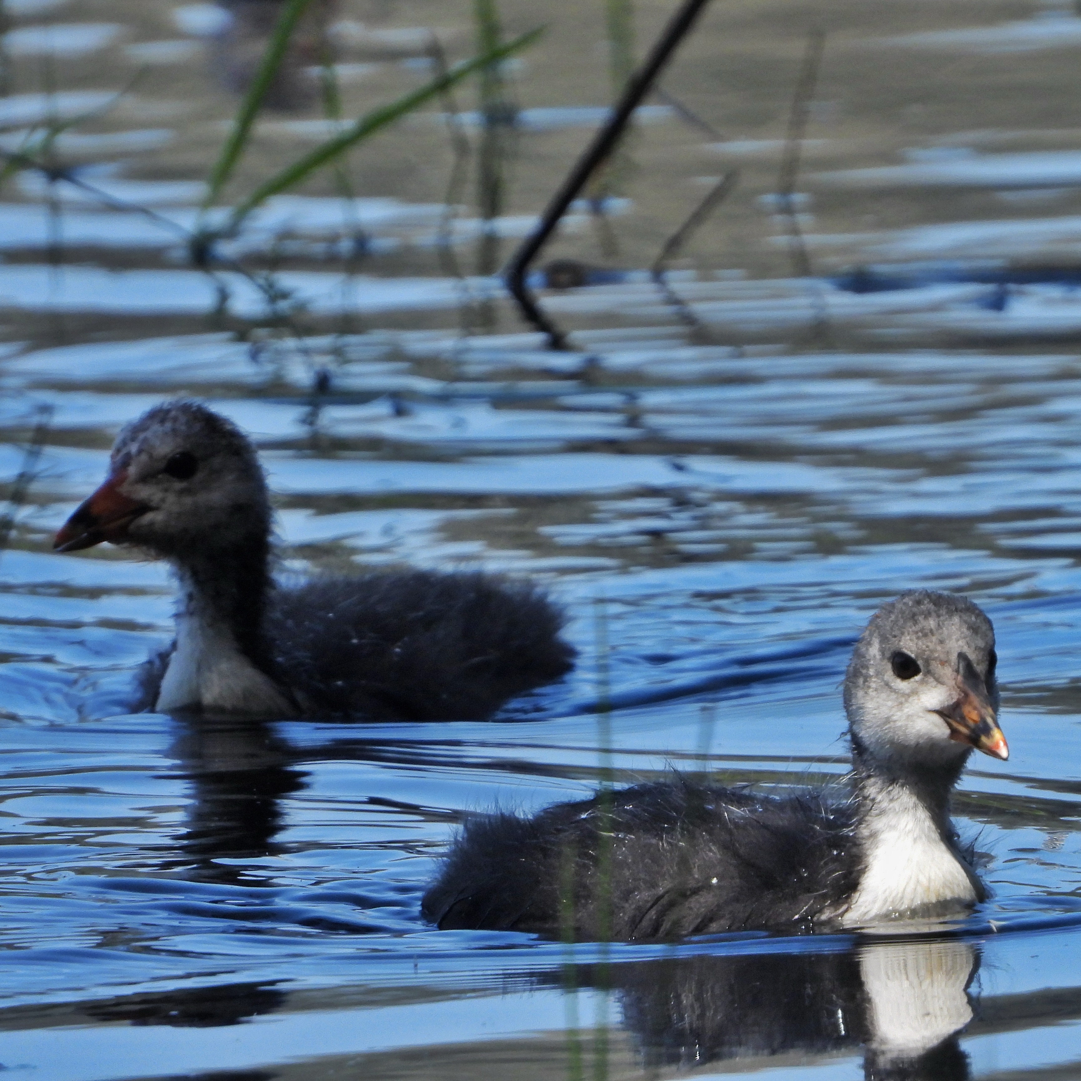 Eurasian Coot 8