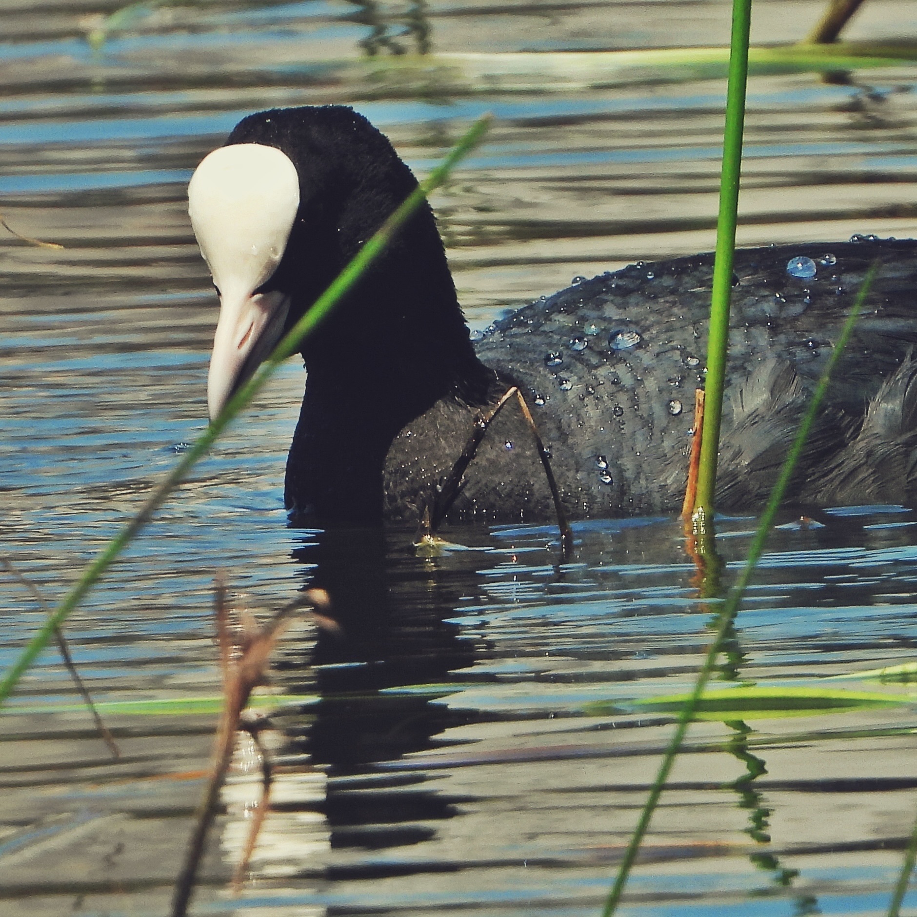 Eurasian Coot 9